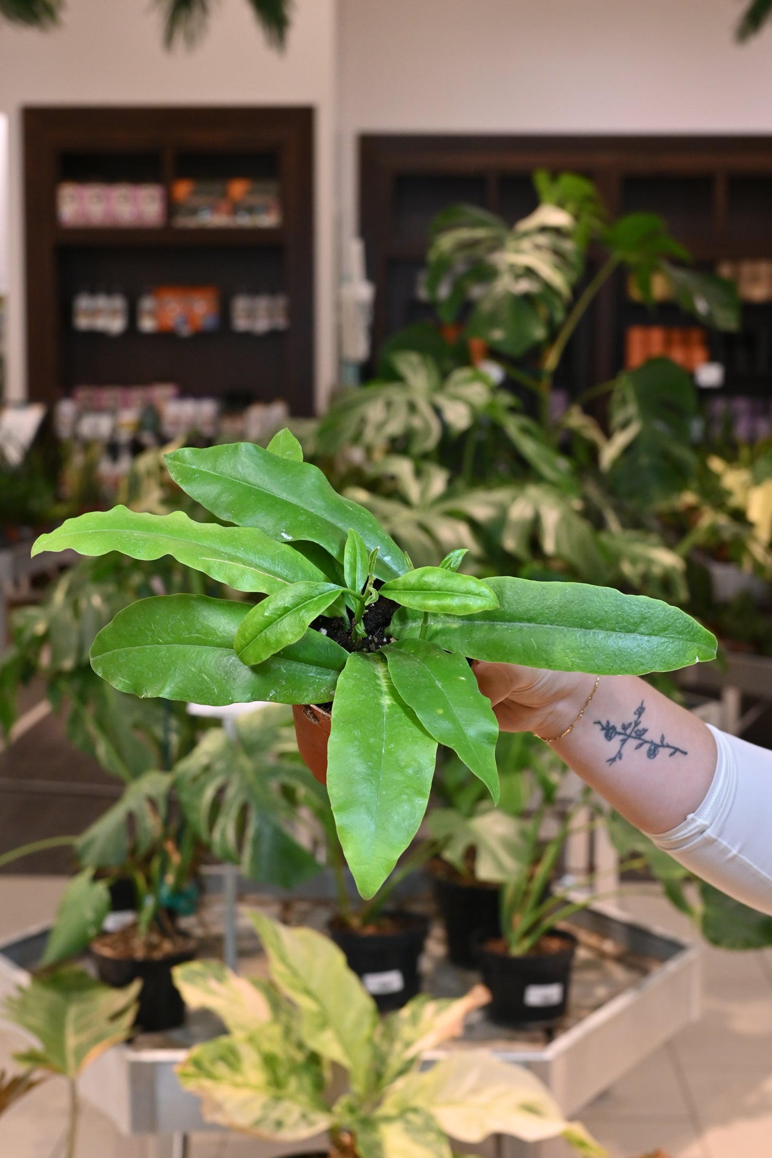Hoya Imperialis