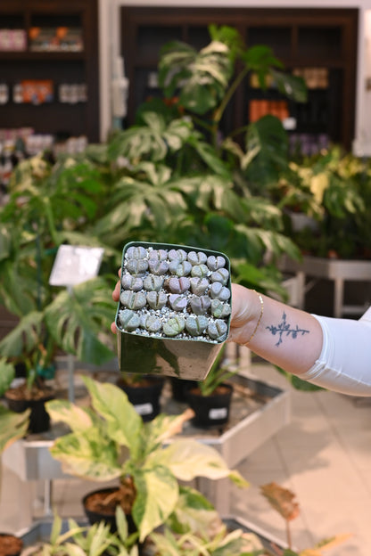 Lithop