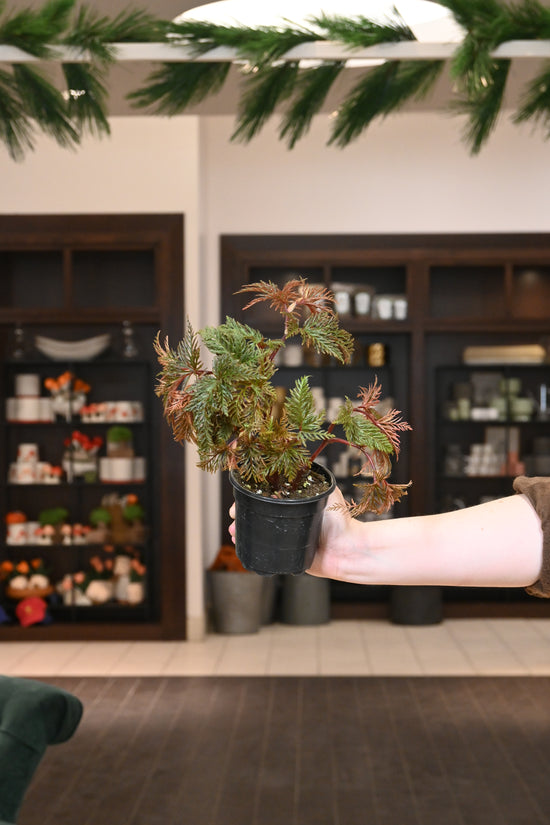 Begonia Bipinnatifida