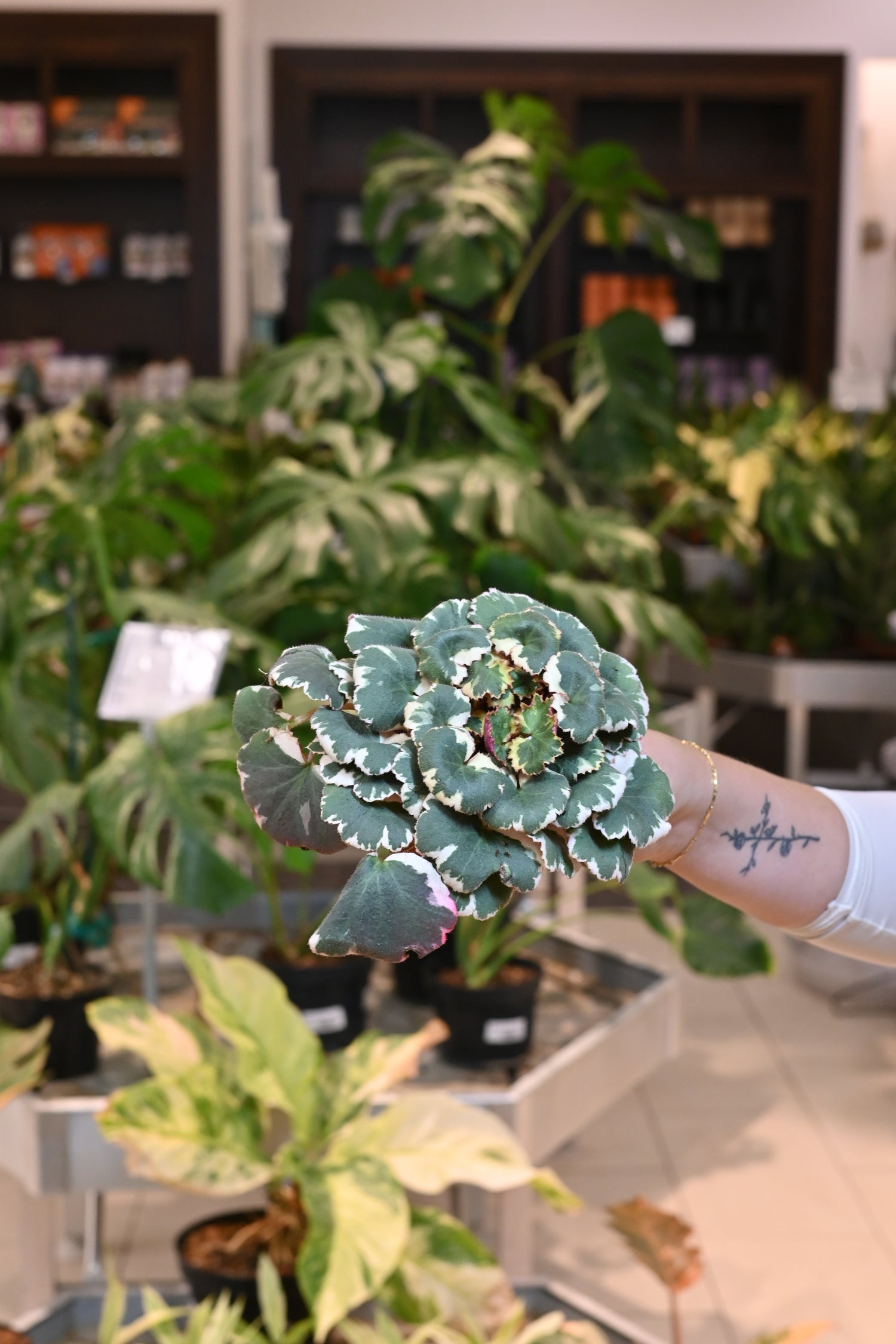 Saxifraga Tricolor
