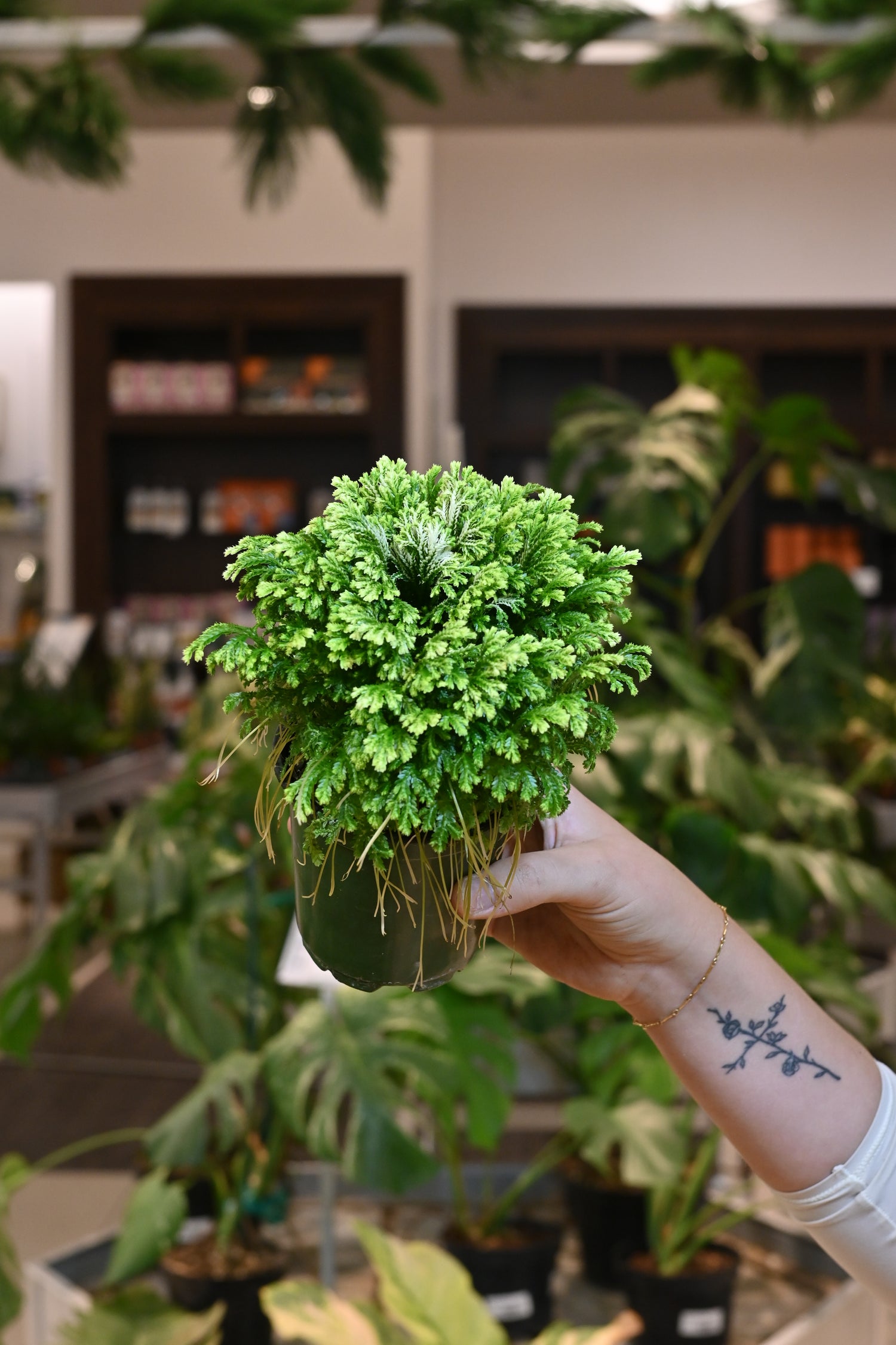 Selaginella Frosty