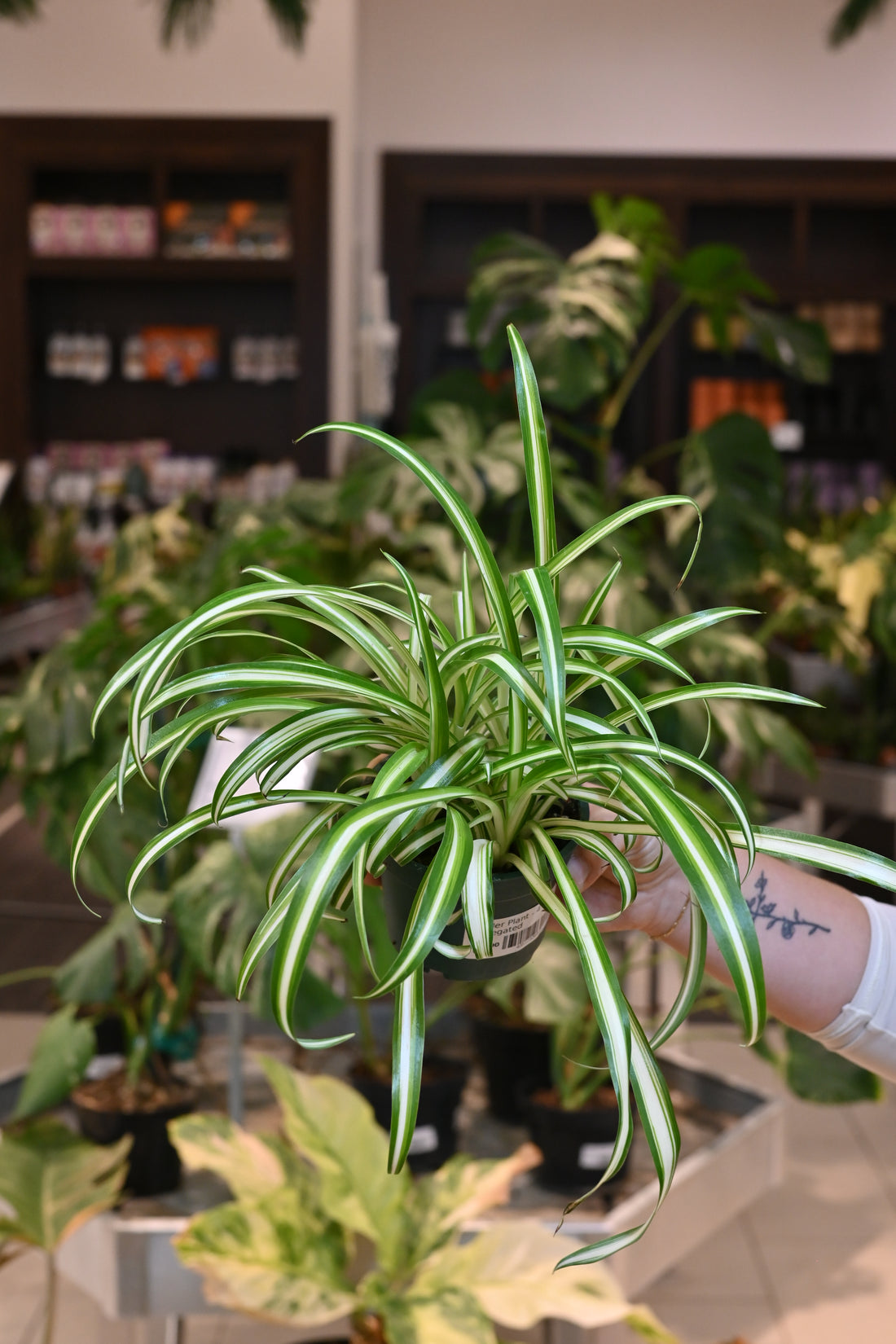 Spider Plant