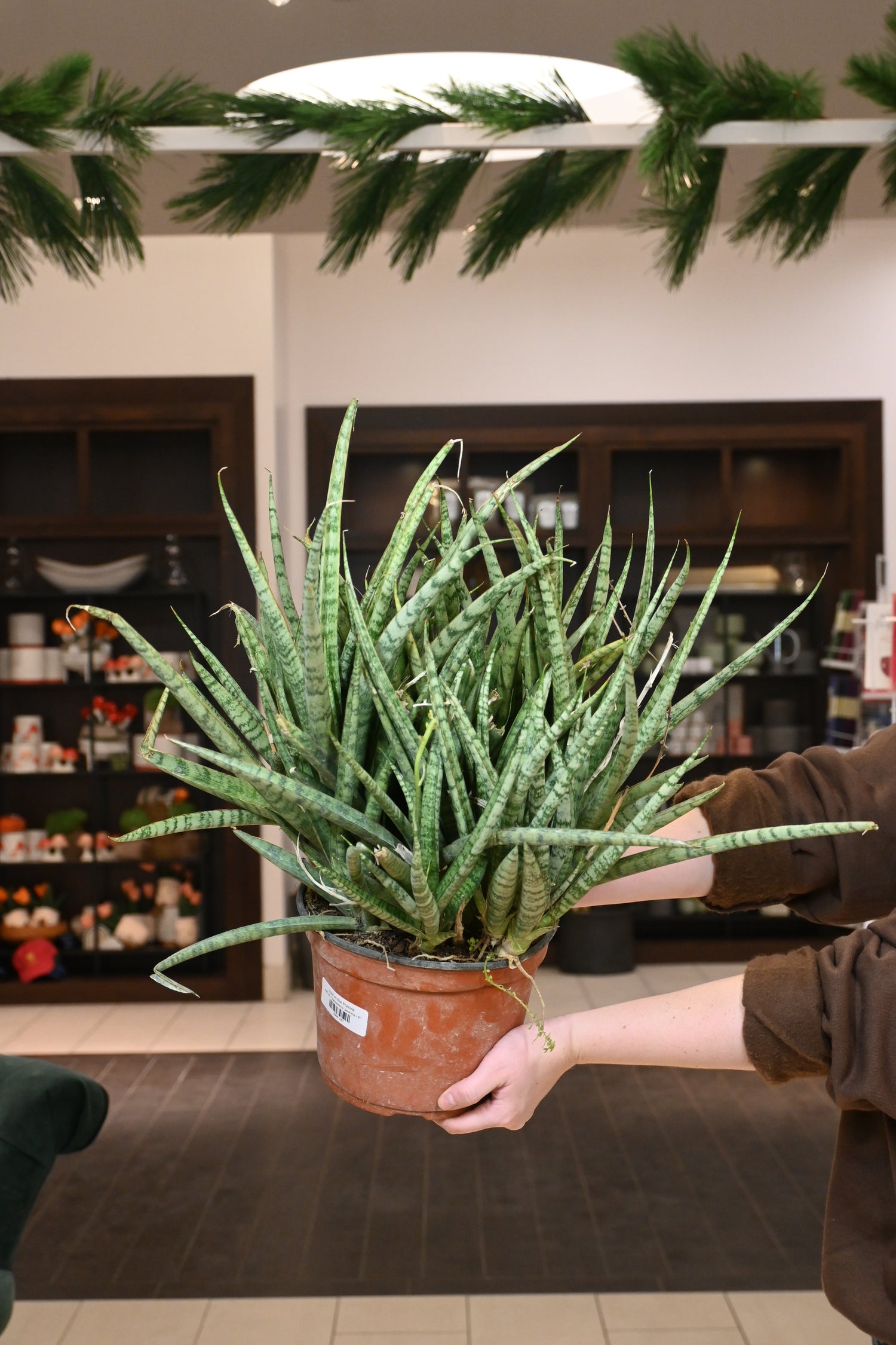 sansevieria javanica Sansevieria Javancia