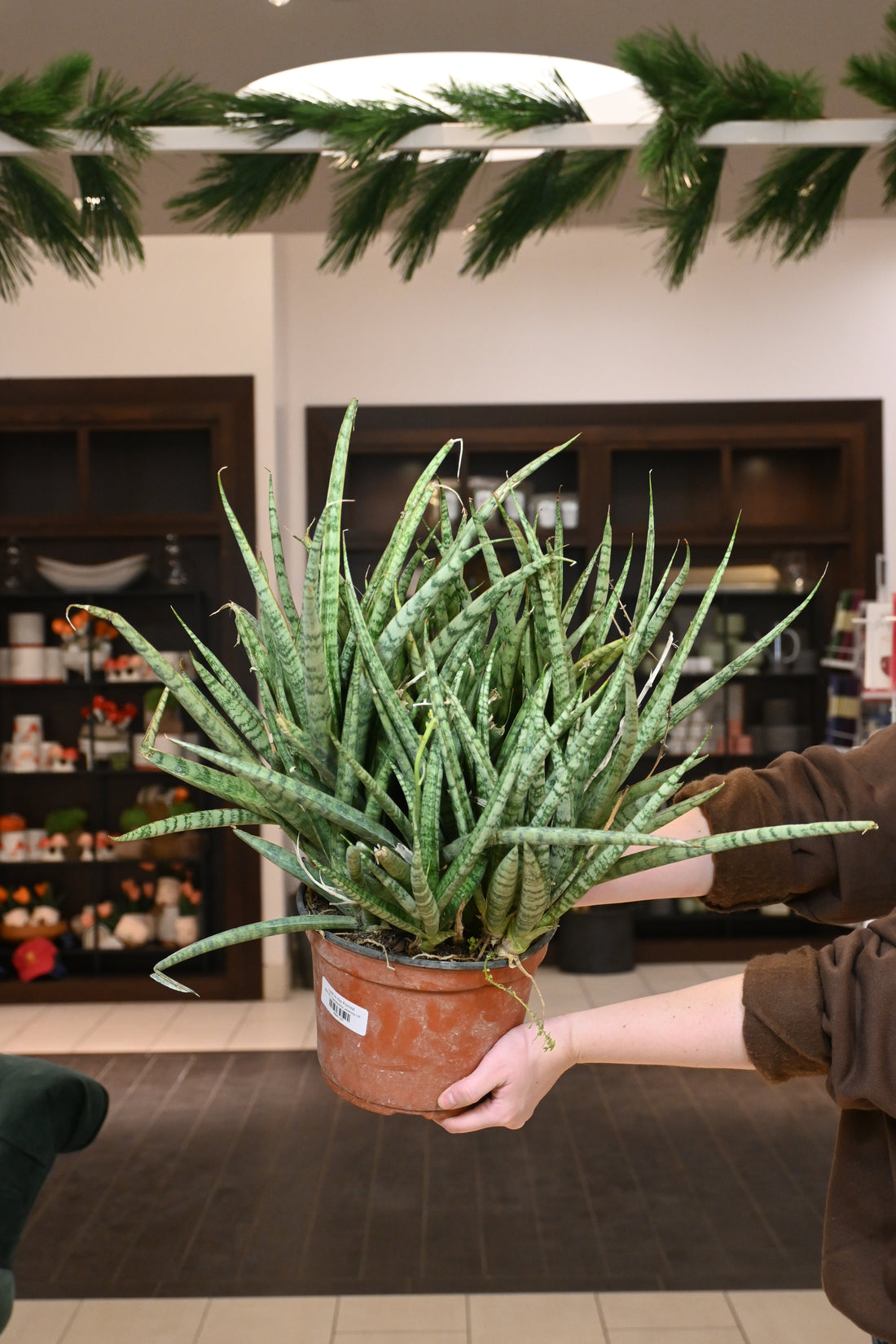 Sansevieria Javancia