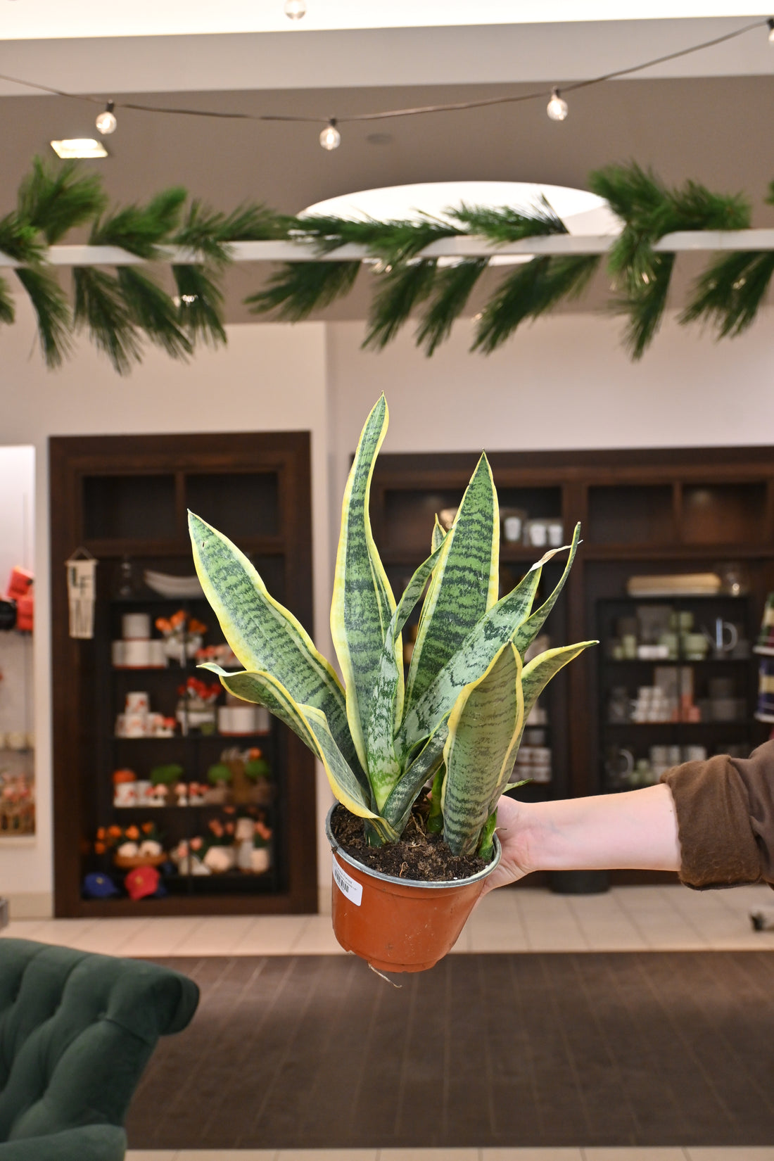 Sansevieria Lauren