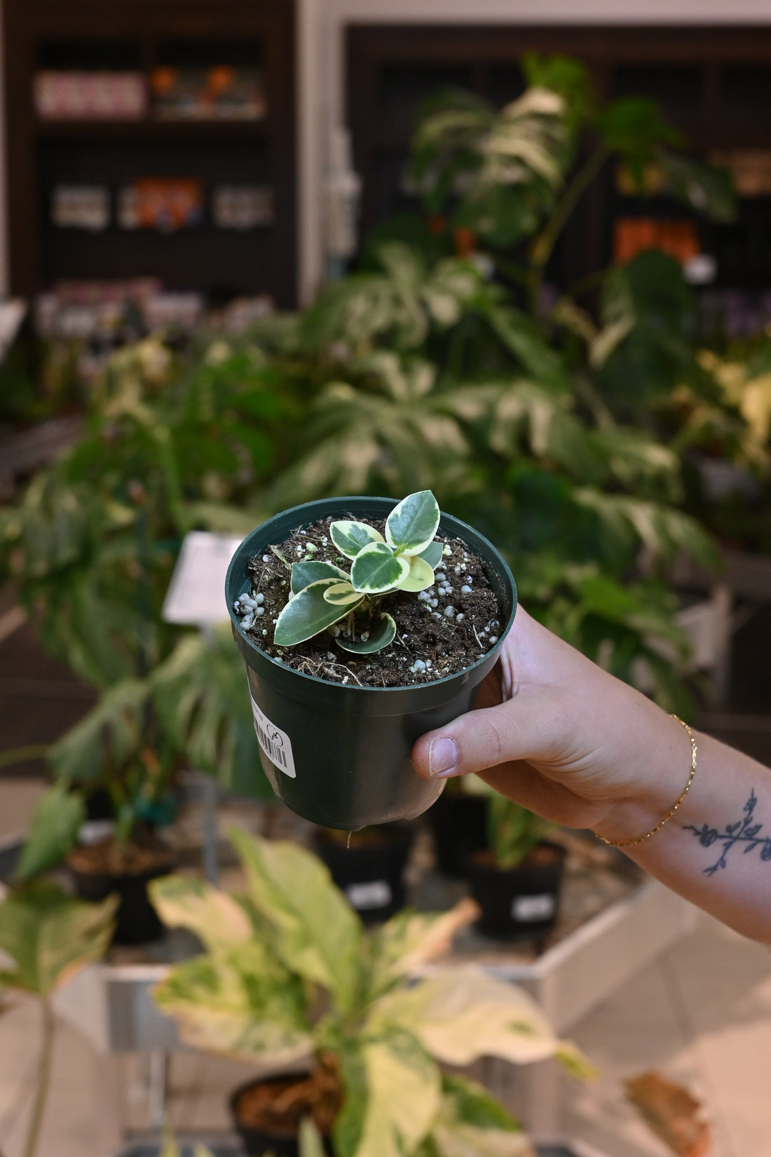 Hoya Cumingiana Variegated