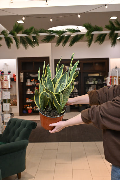 Sansevieria Superba