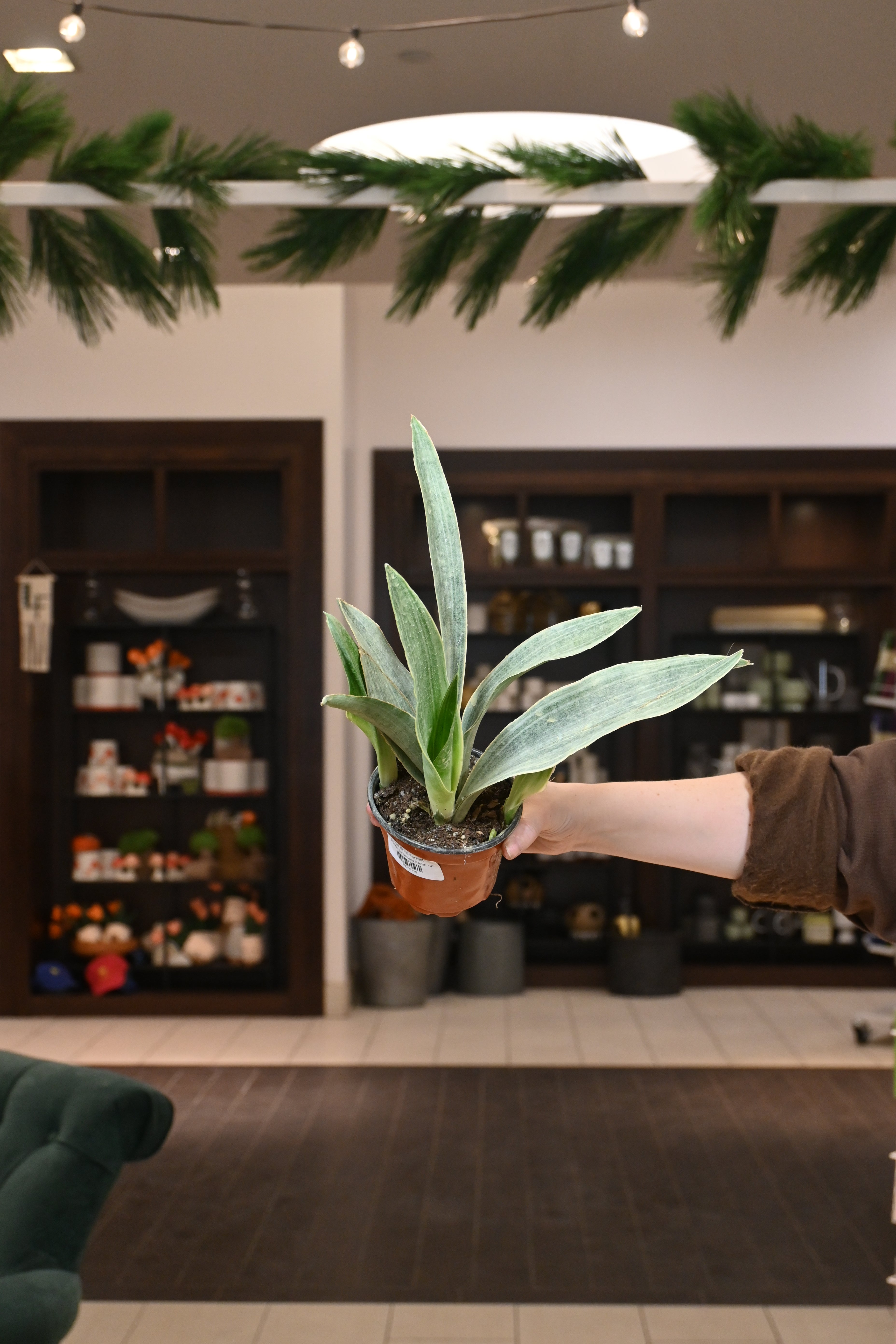 Sansevieria Sayuri