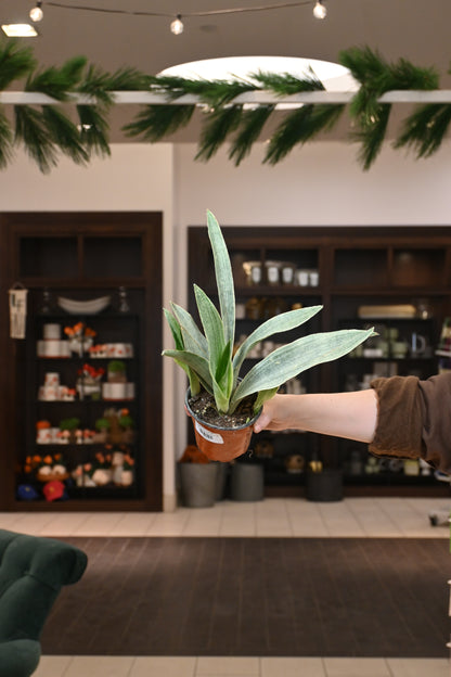 Sansevieria Sayuri