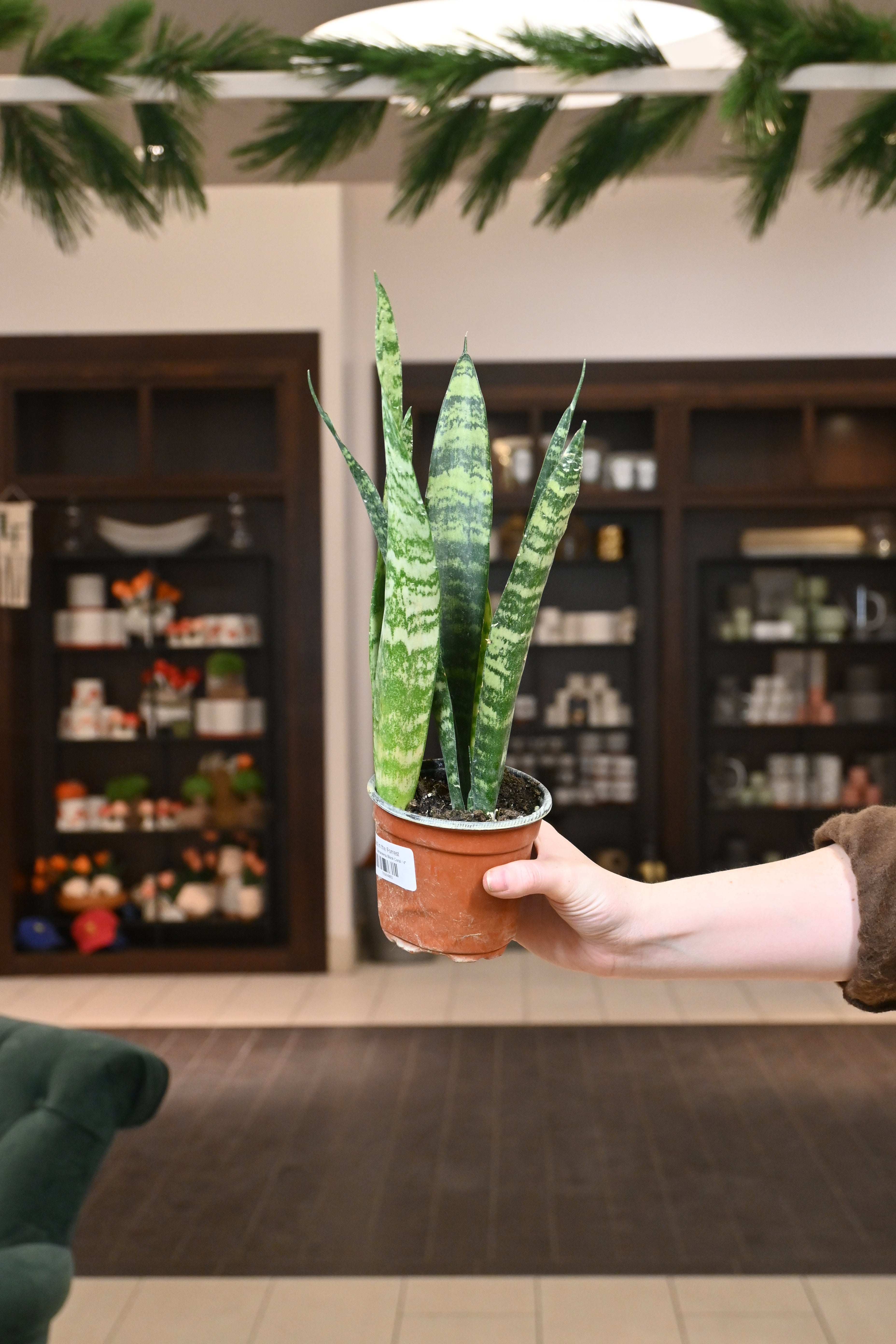 Sansevieria Black Coral