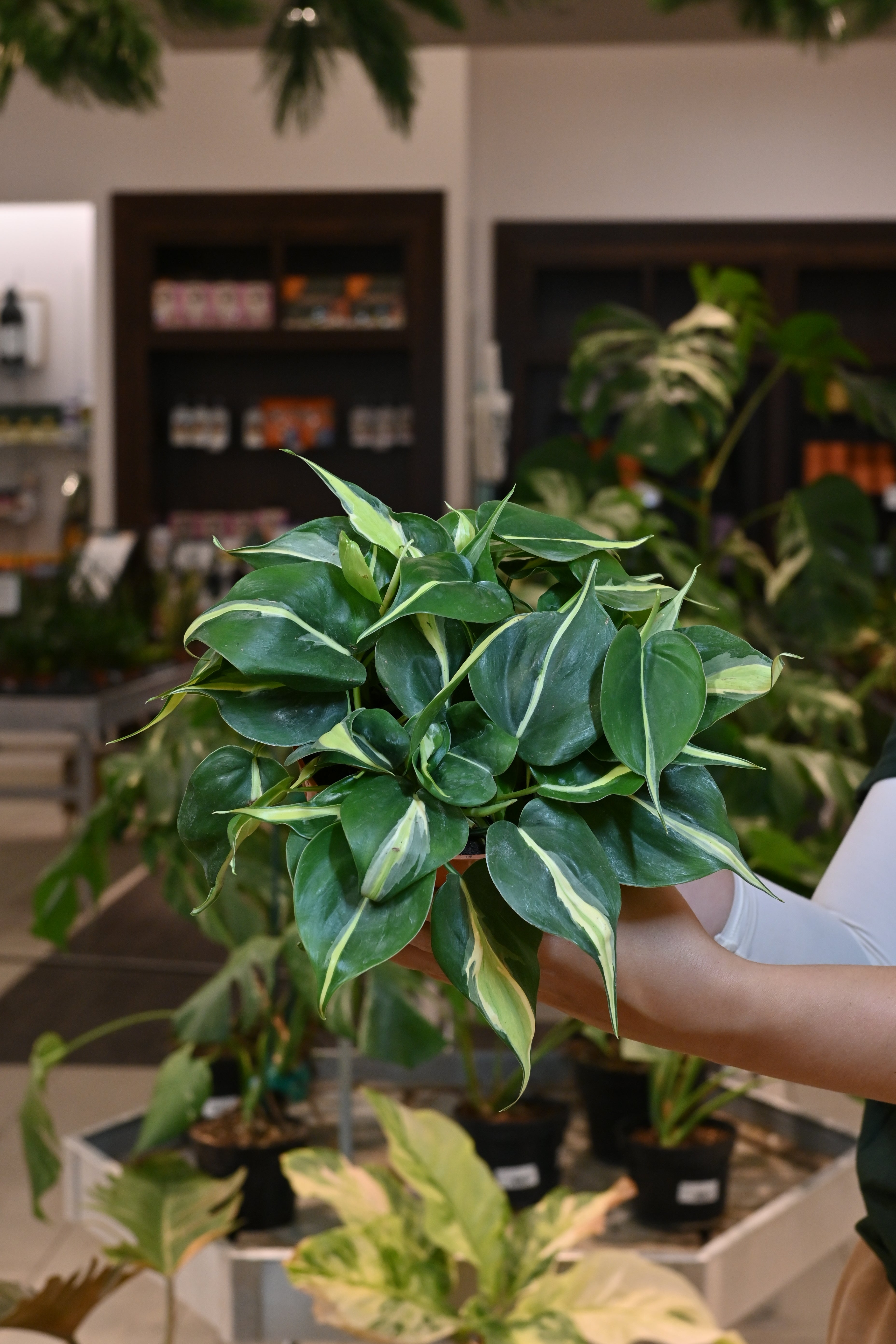Philodendron Cream Splash