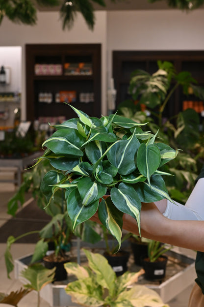 Philodendron Cream Splash