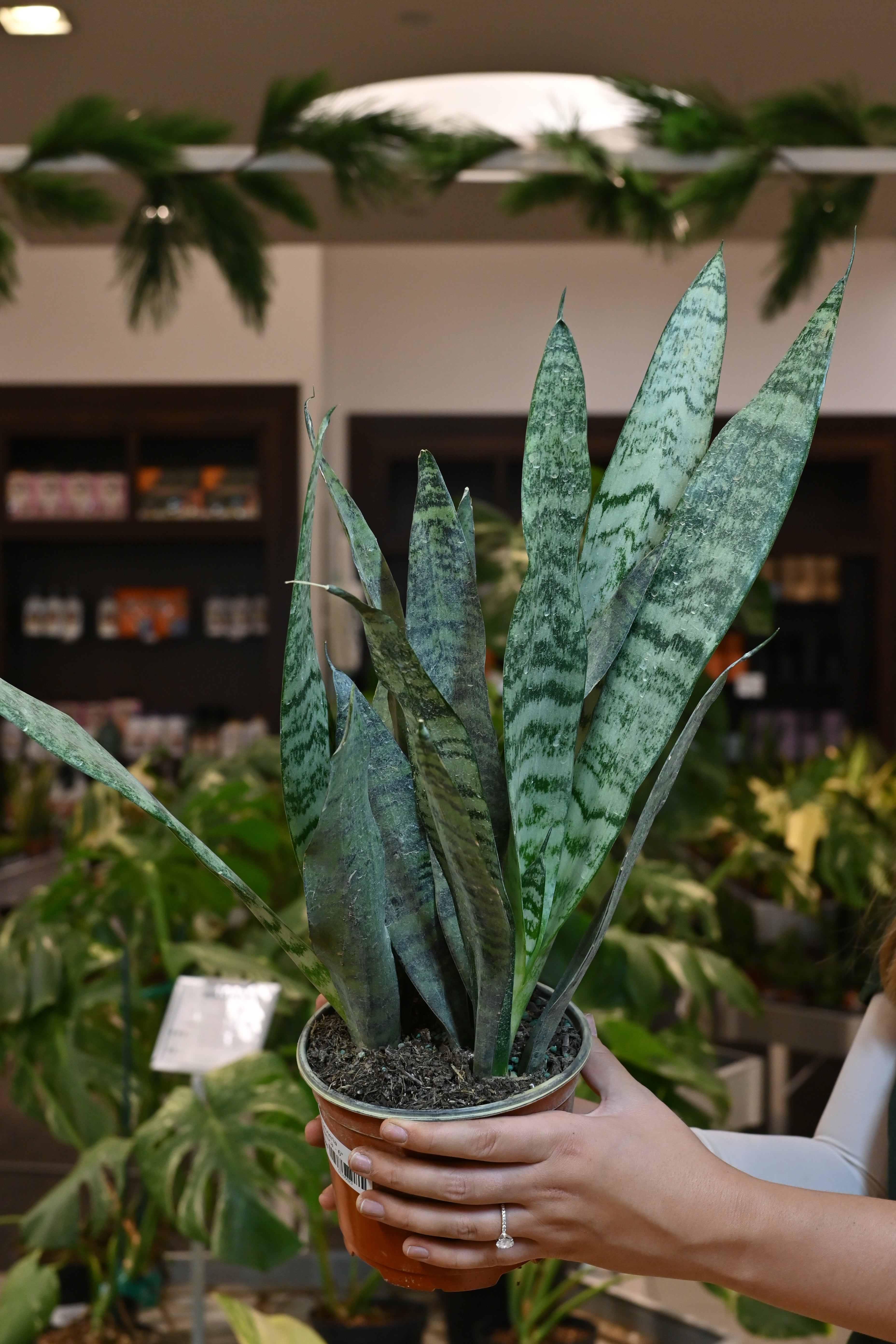 Sansevieria Zeylanica
