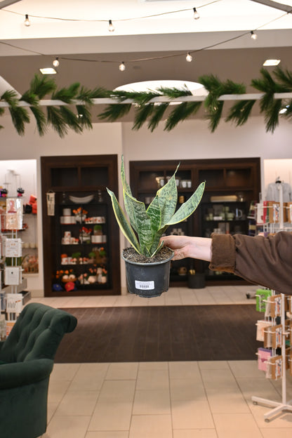 Sansevieria Superba