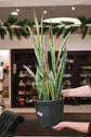 Sansevieria Laurentii