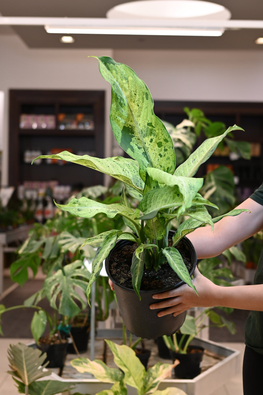 Dieffenbachia Maui Wowie