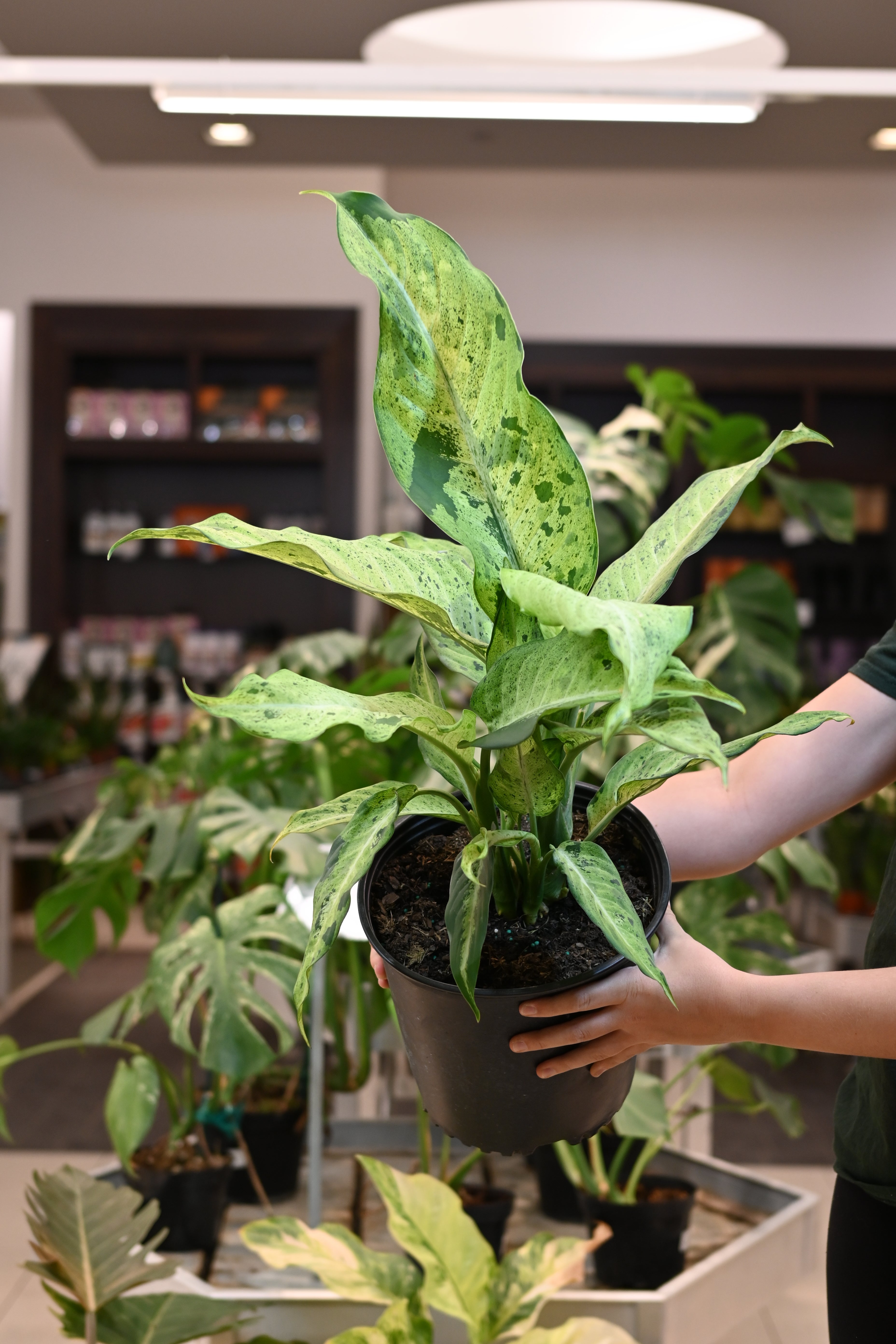 Dieffenbachia Maui Wowie