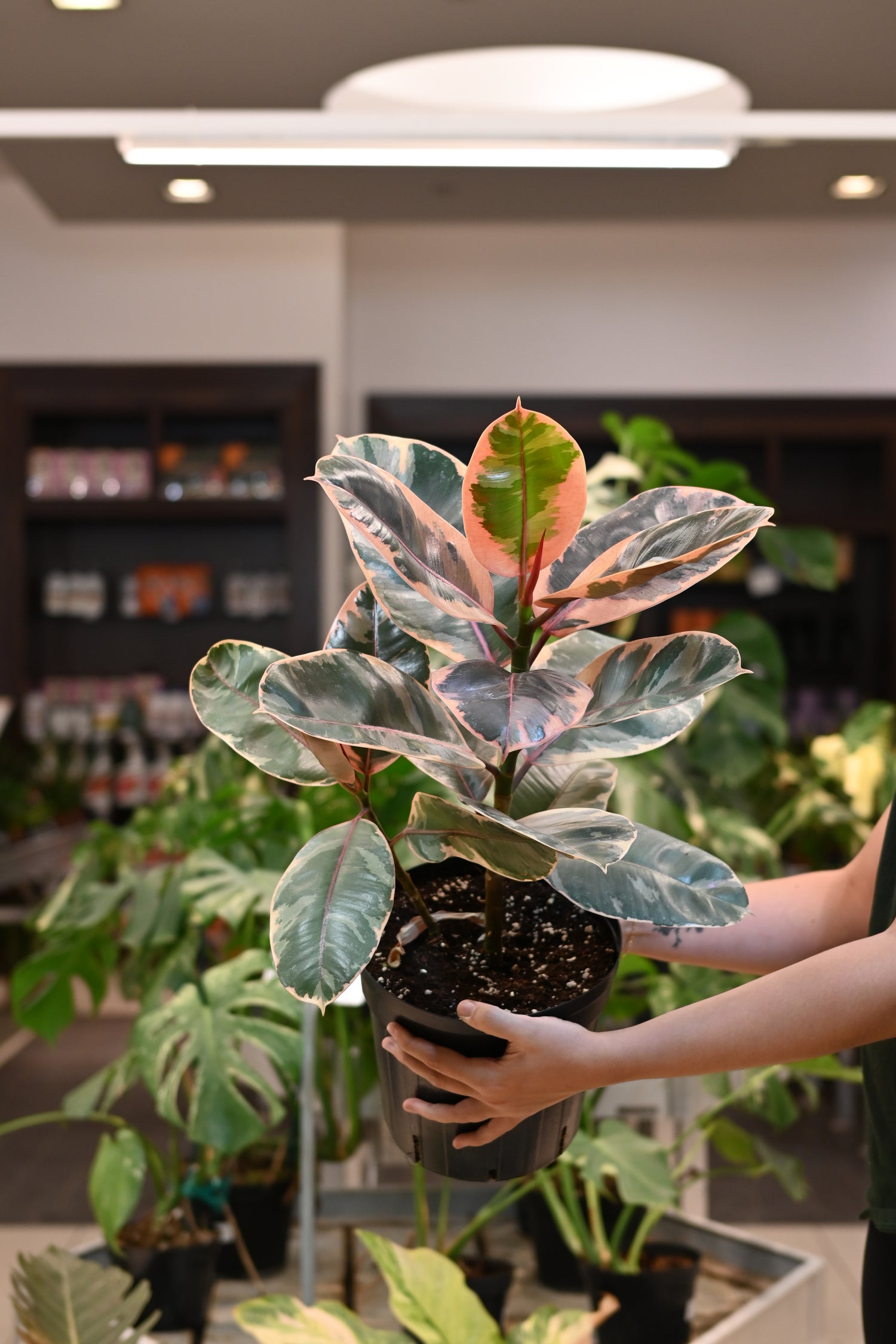 Ficus Ruby