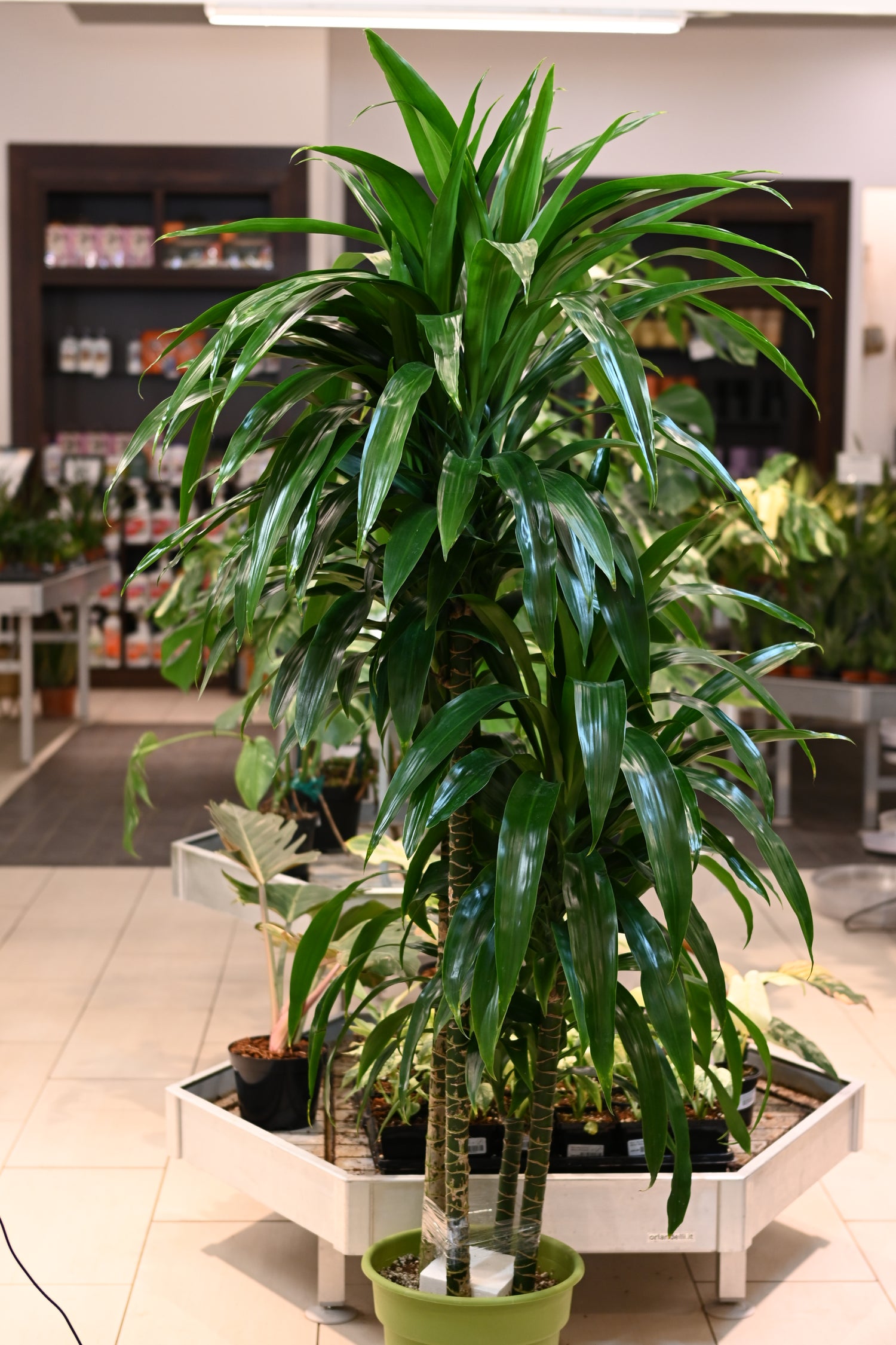 Dracaena Elegance