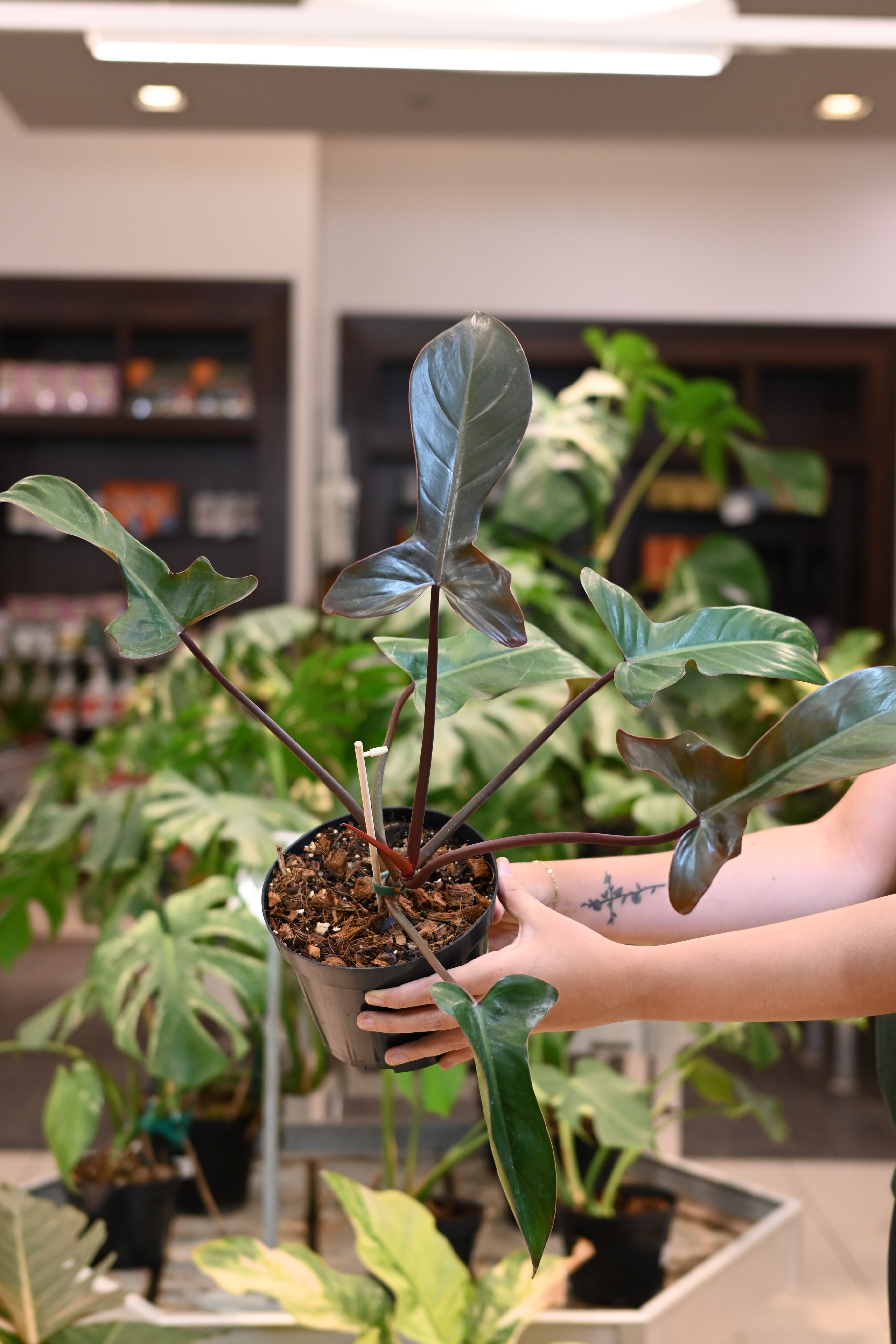 Philodendron Florida Bronze