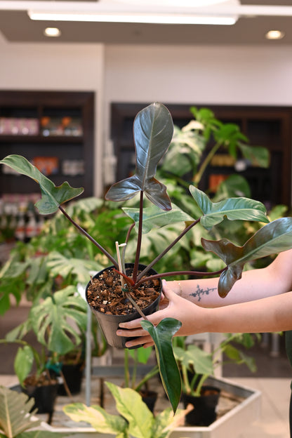 Philodendron Florida Bronze