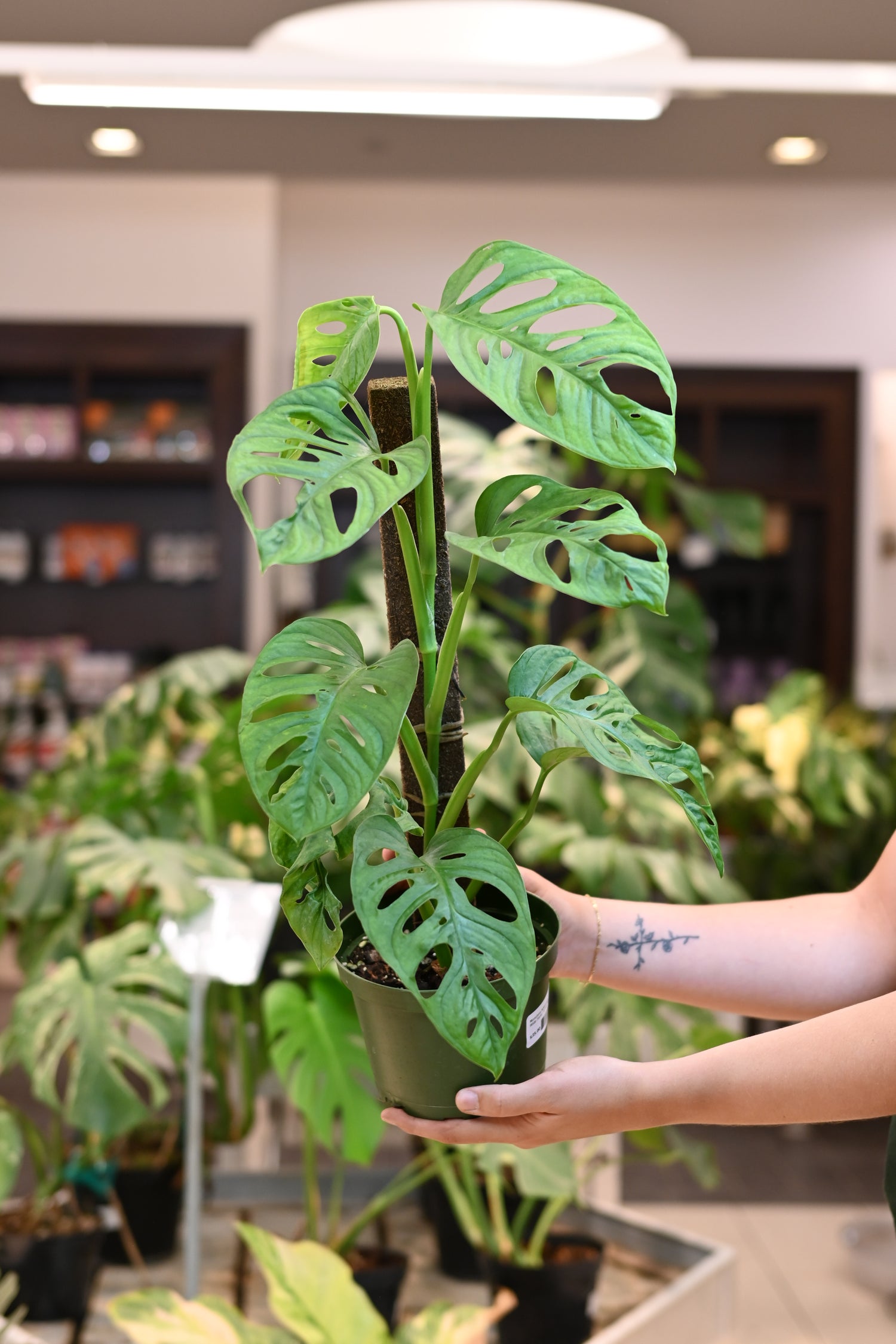 Monstera Adansonii Wide Form