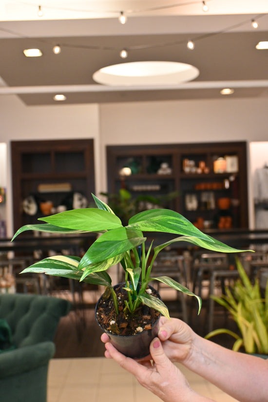 Epipremnum Amplissimum Variegated