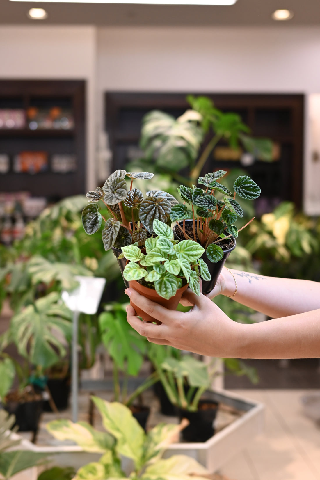 Peperomia Ripple Assorted