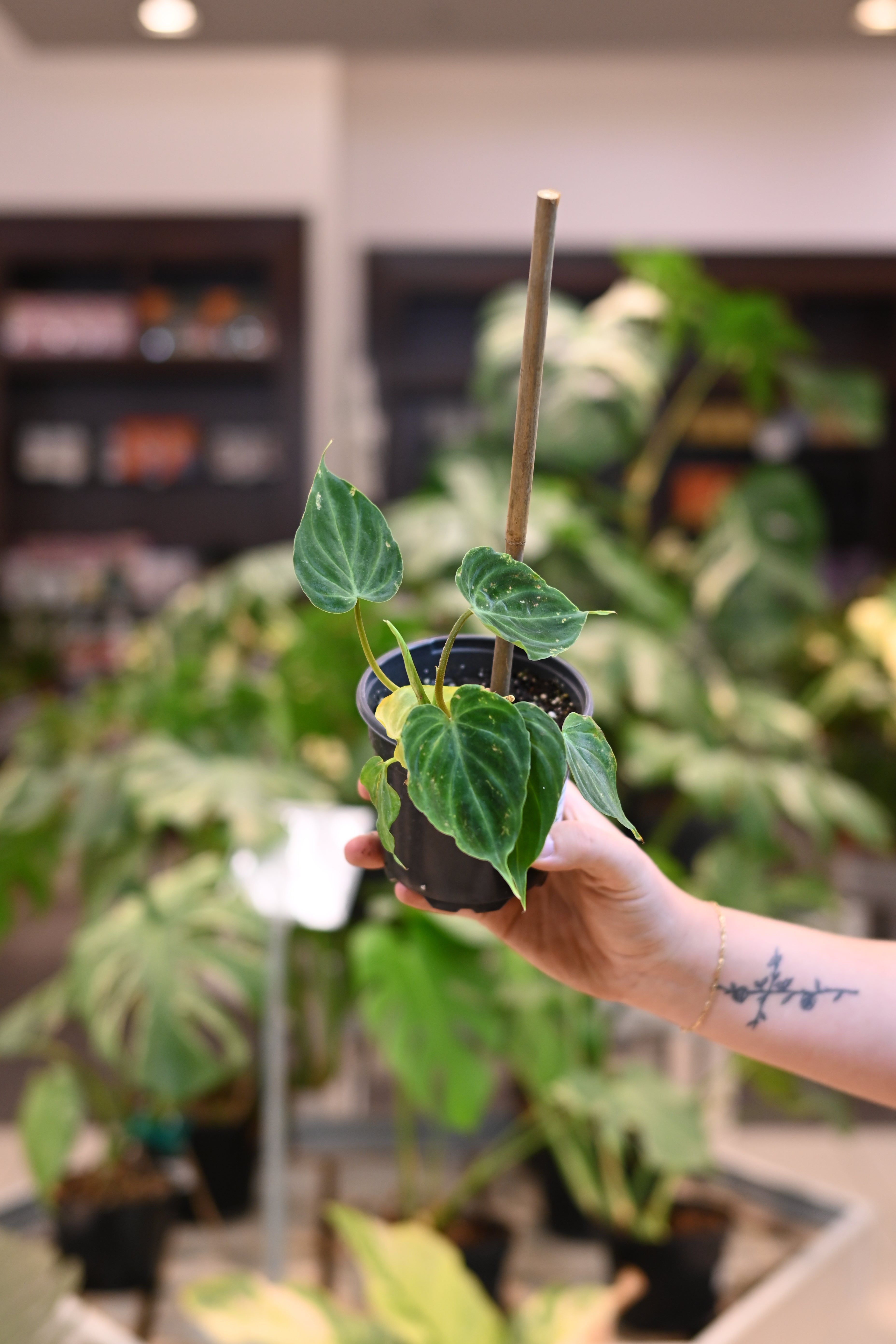 Philodendron Verrucosum