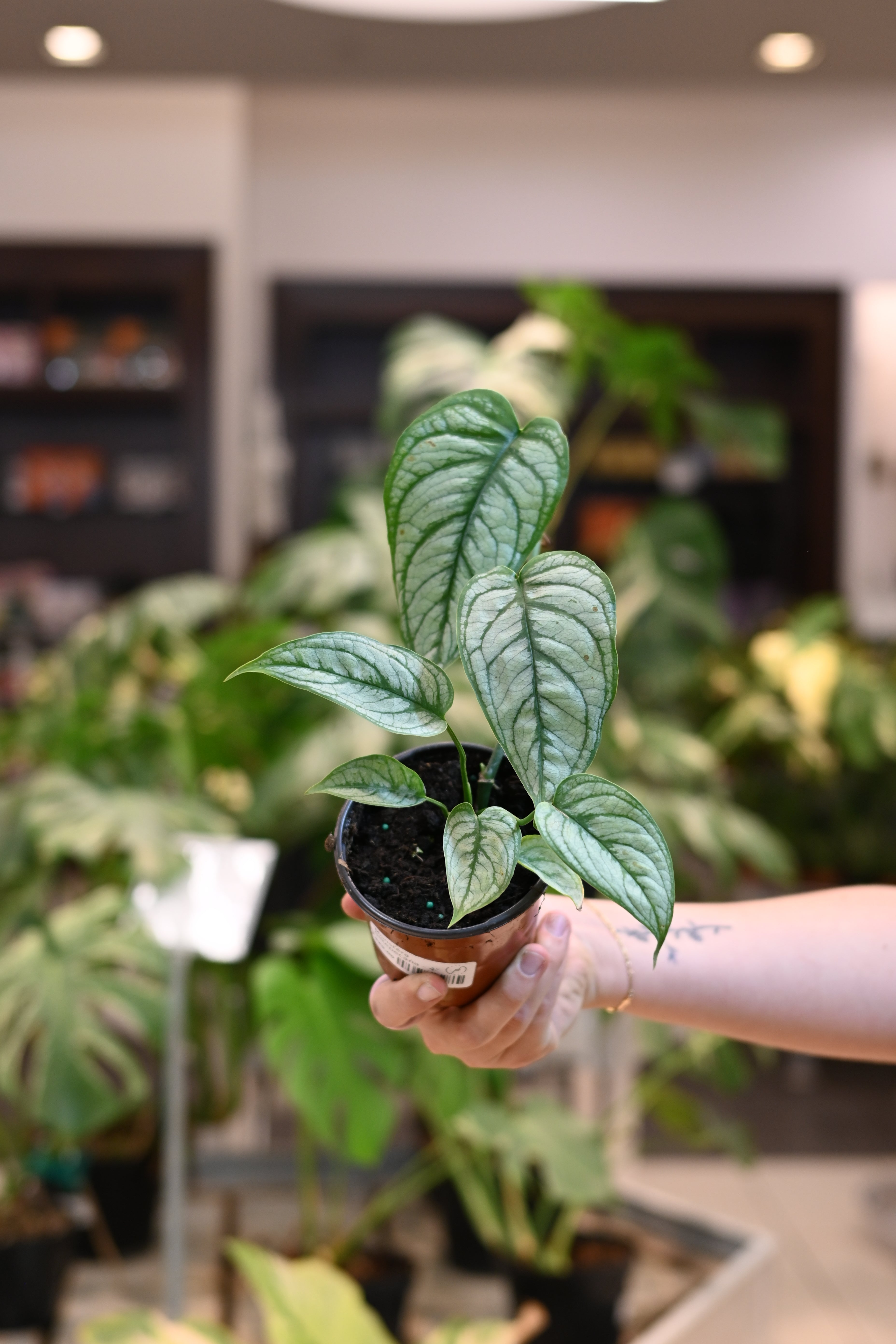 Monstera Siltepecana