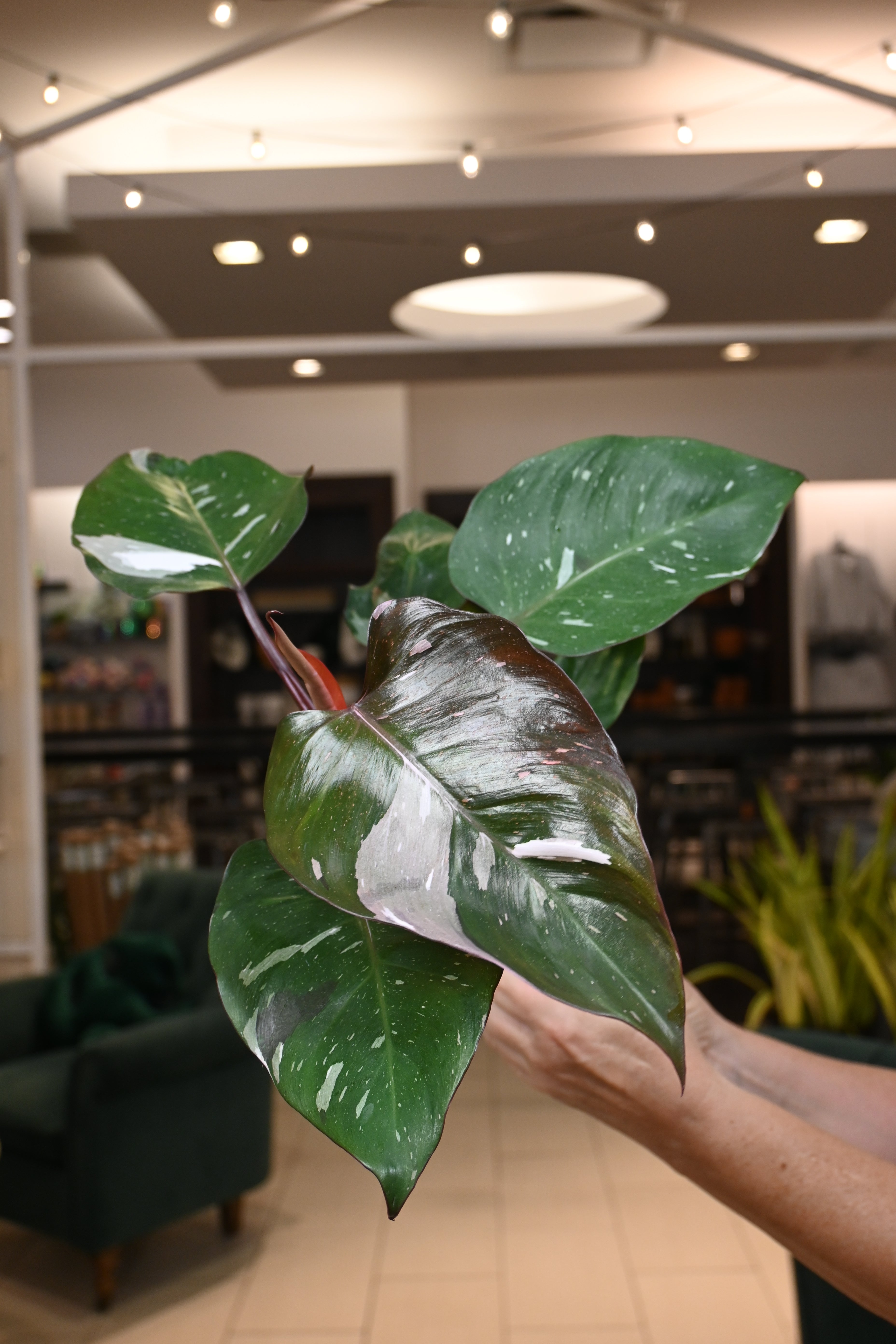 Philodendron Red Anderson – Lost in the Forrest