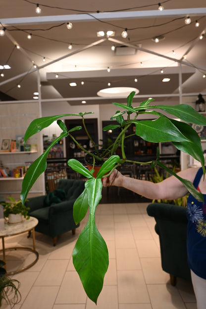 Philodendron Joepii