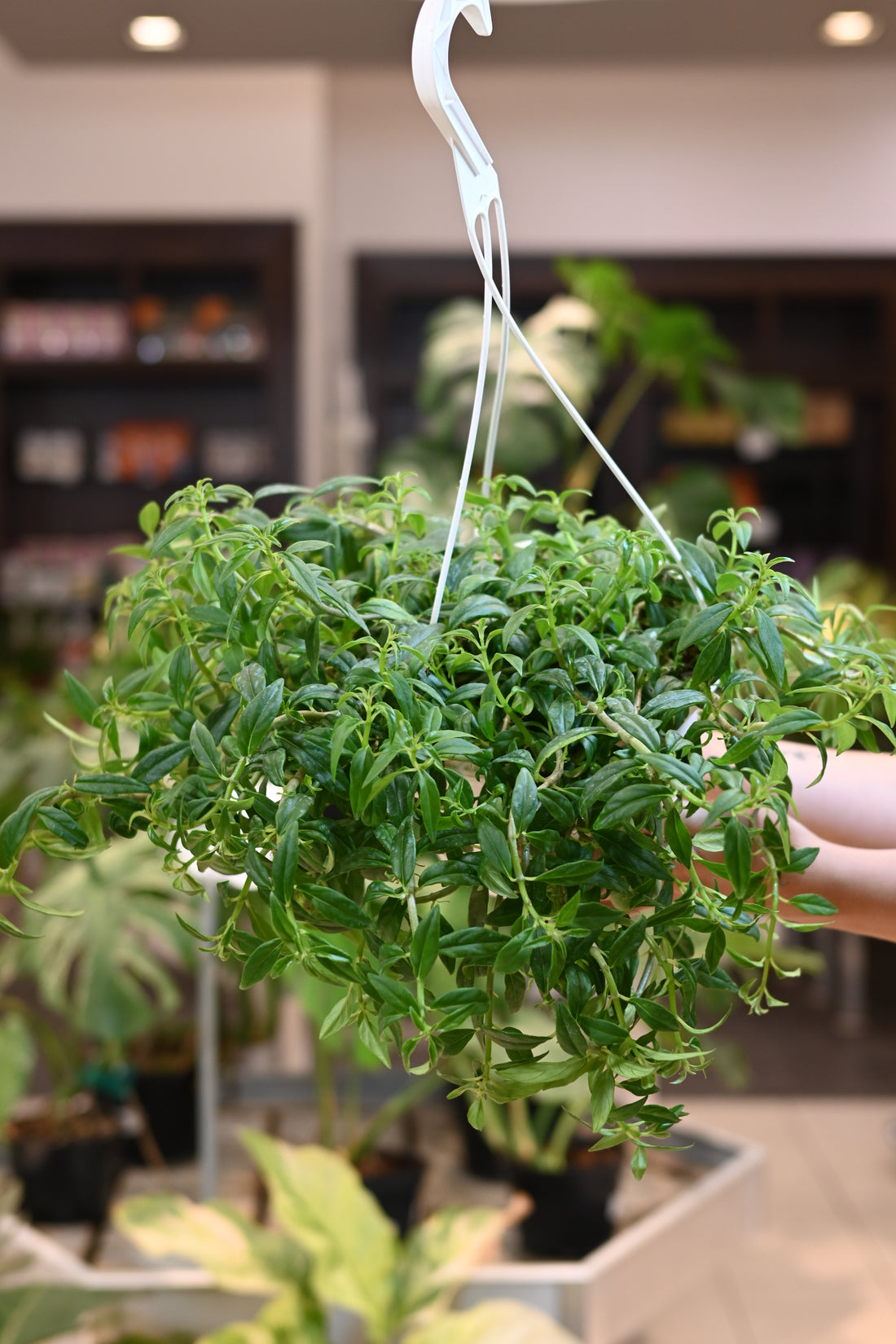 Columnea Hirta Green