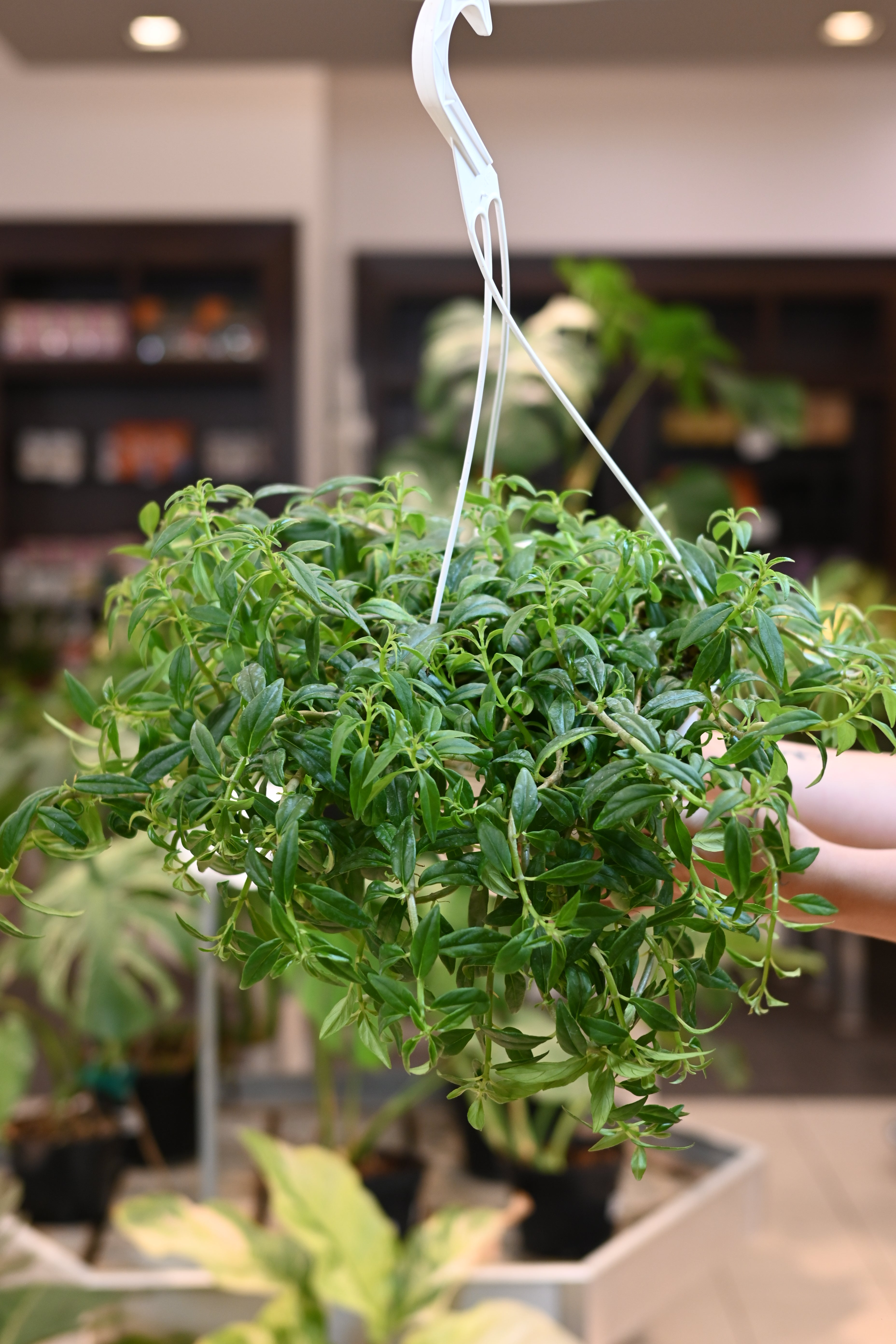 Columnea Hirta Green