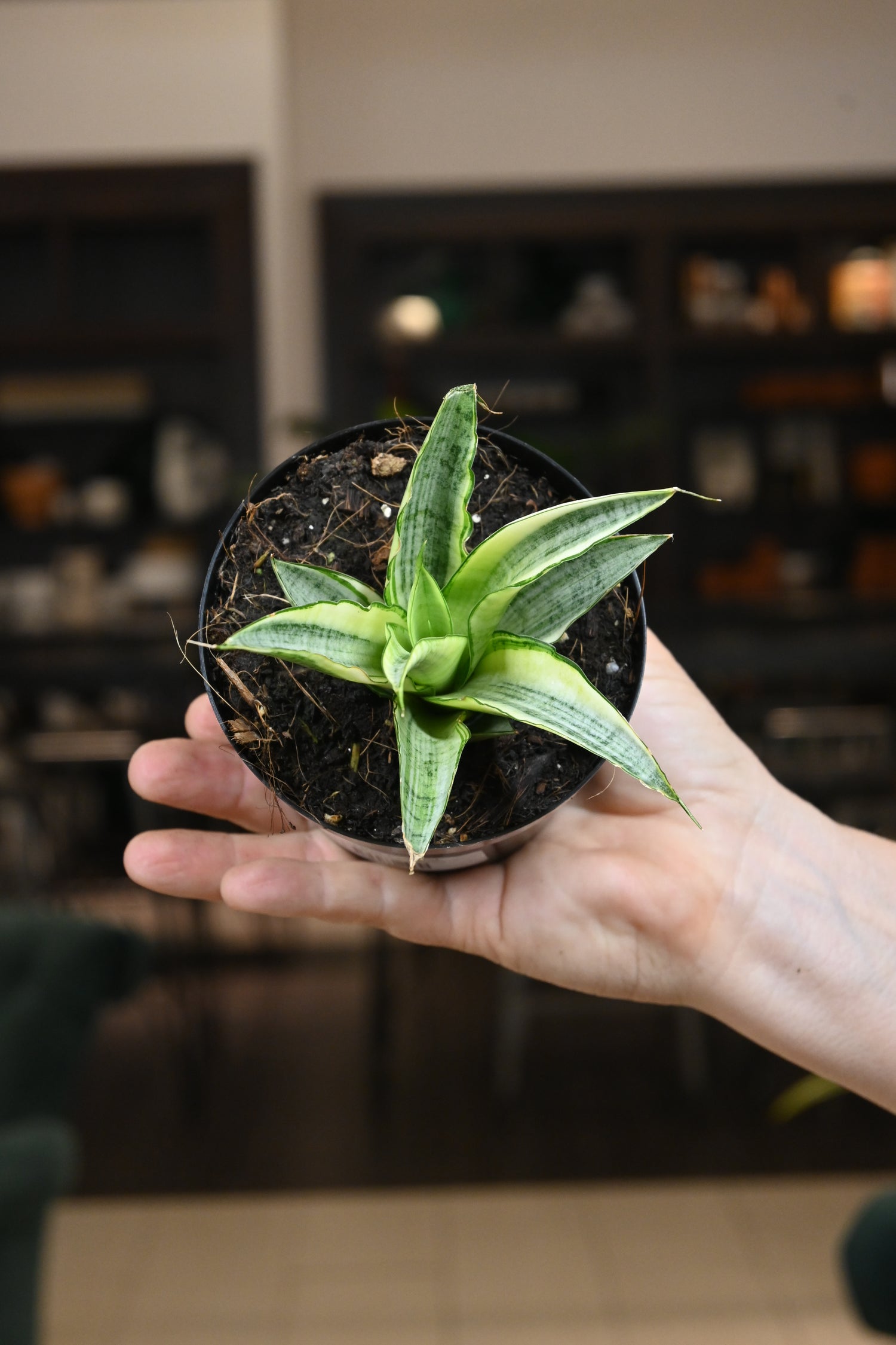 sansevieria gabriela Sansevieria 'Gabriella' Variegated – Lost in the Forrest