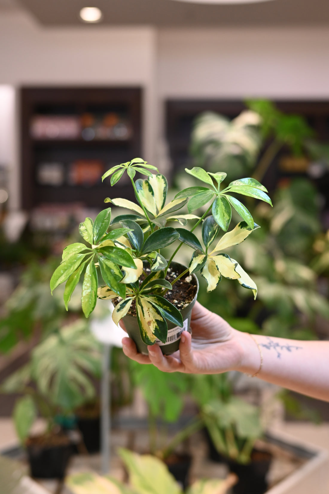 Schefflera Arboricola Trinette