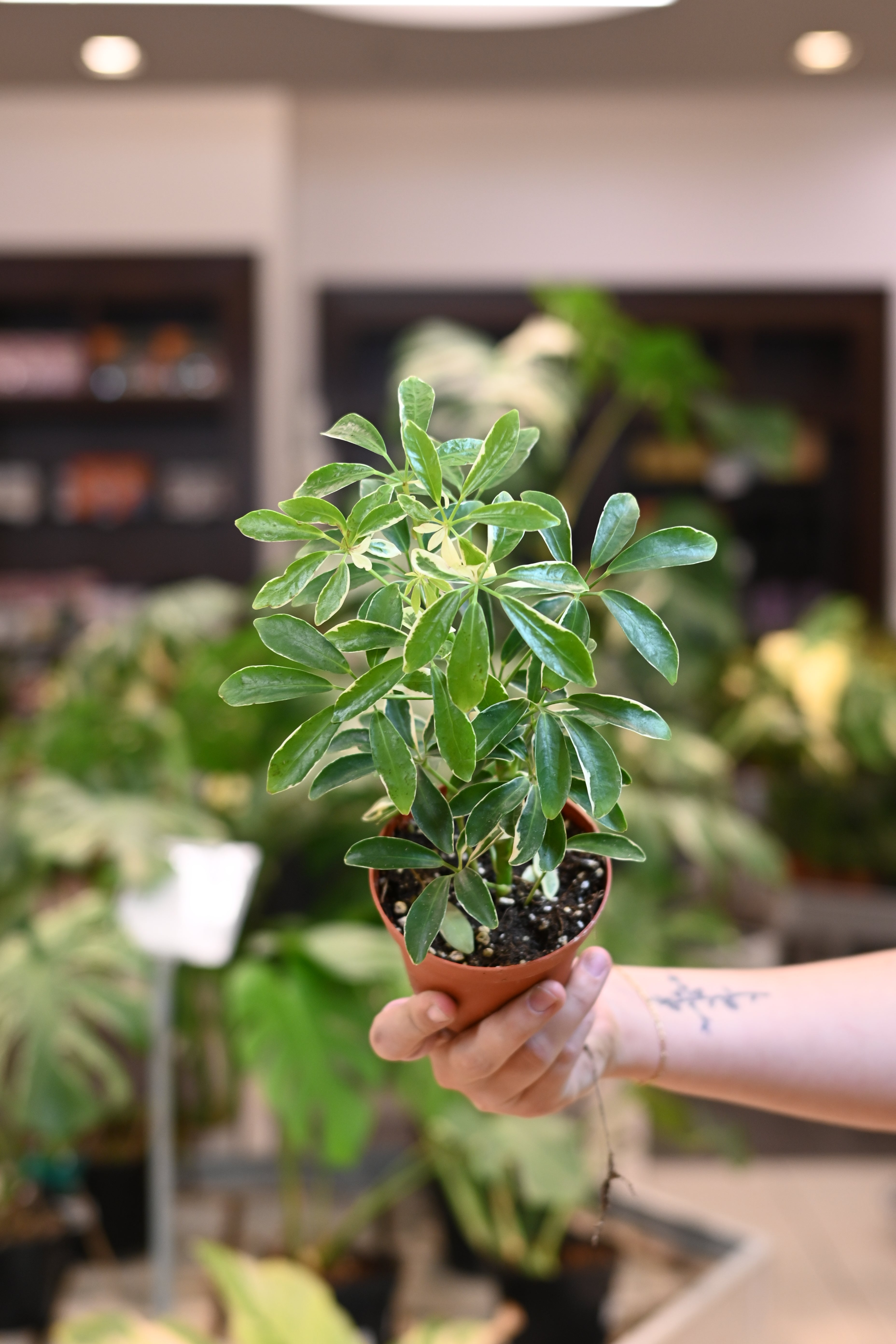 Schefflera Arboricola &