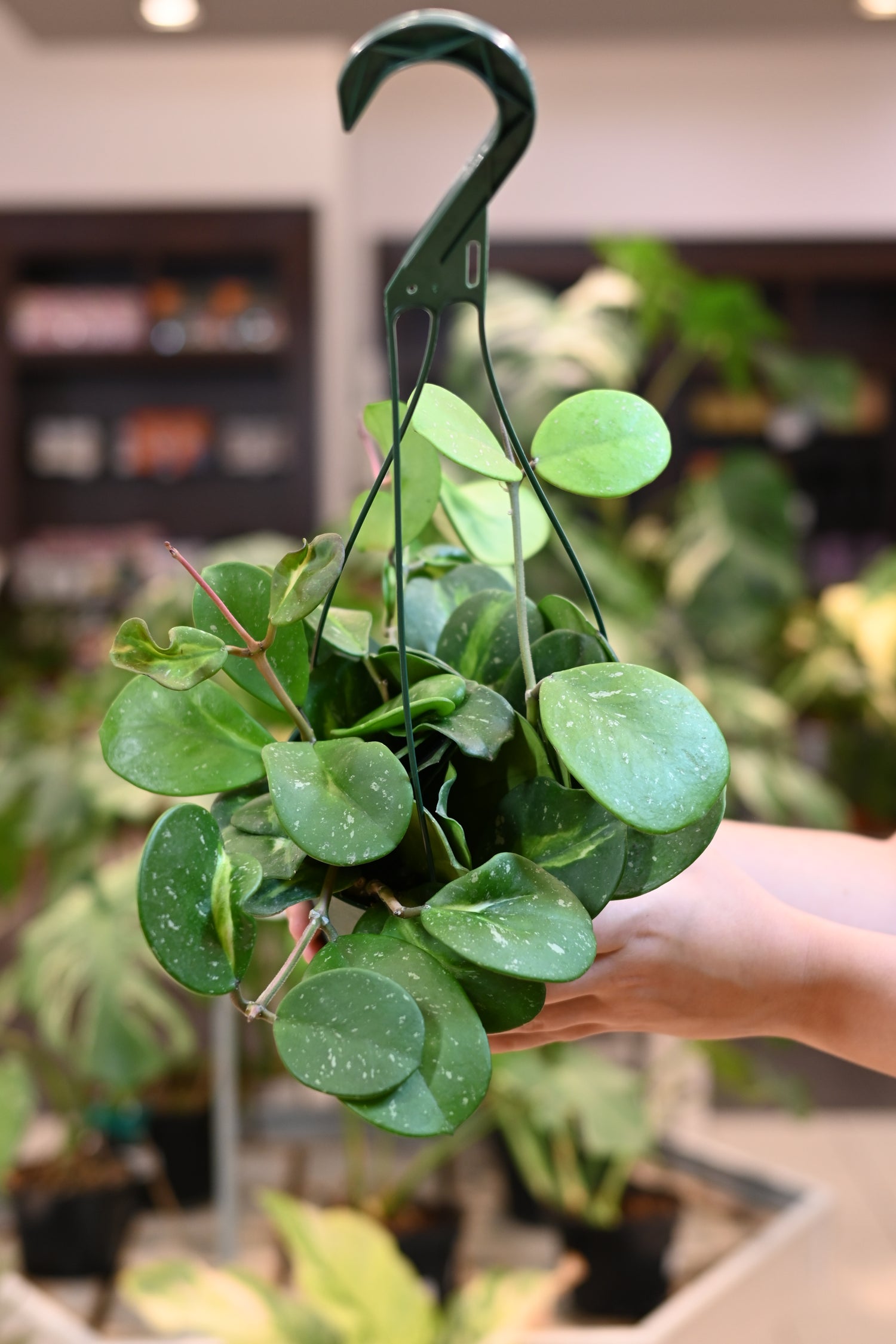 hoya plant indoor Hoya Obovata Inner Variegated – Lost in the Forrest