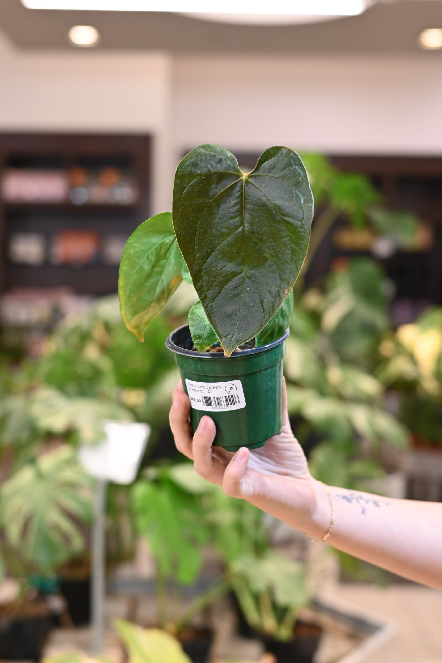Anthurium Queen of Hearts