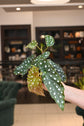 Begonia Maculata