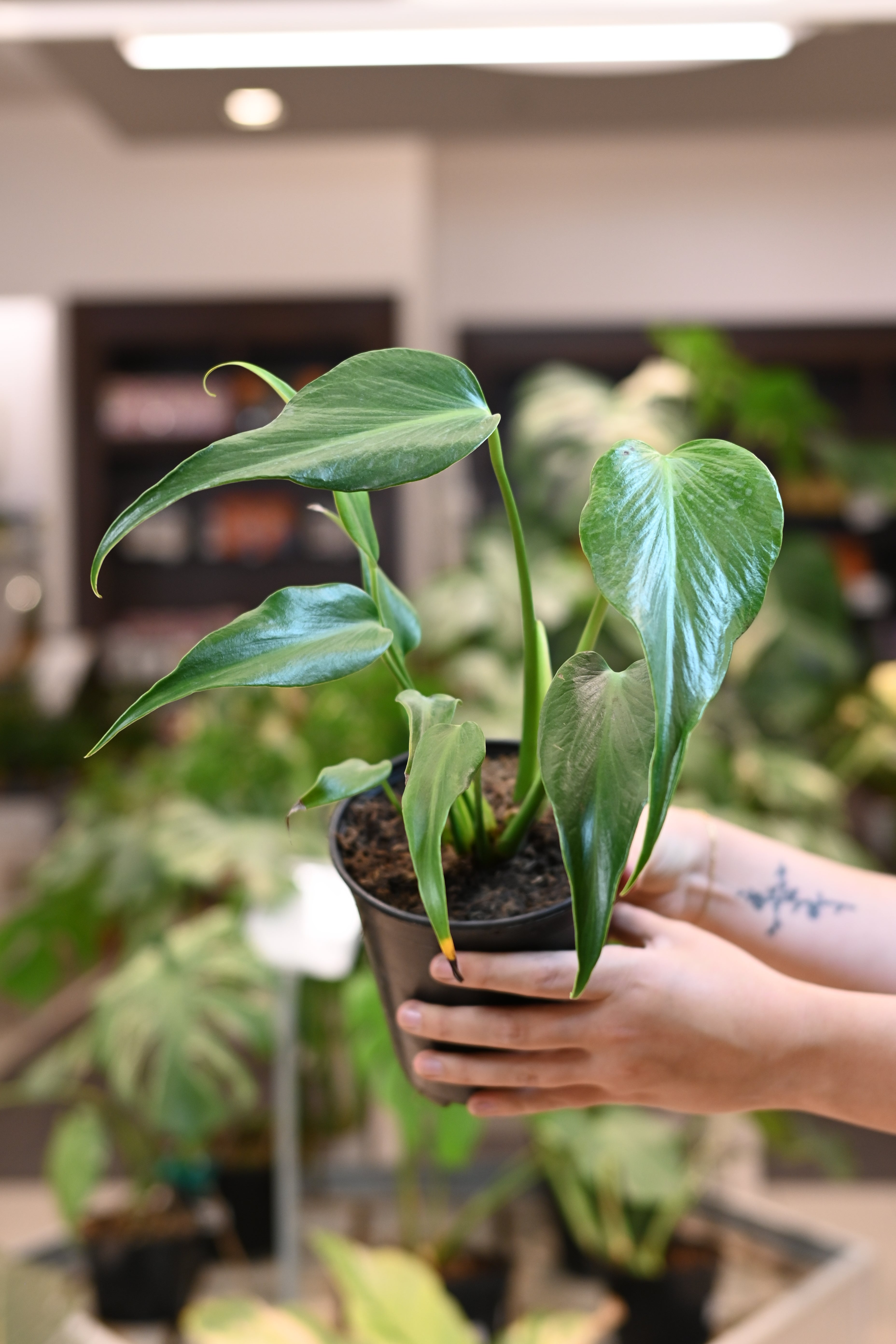 Monstera Burle Marx Flame – Lost in the Forrest