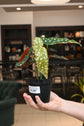 Begonia Maculata