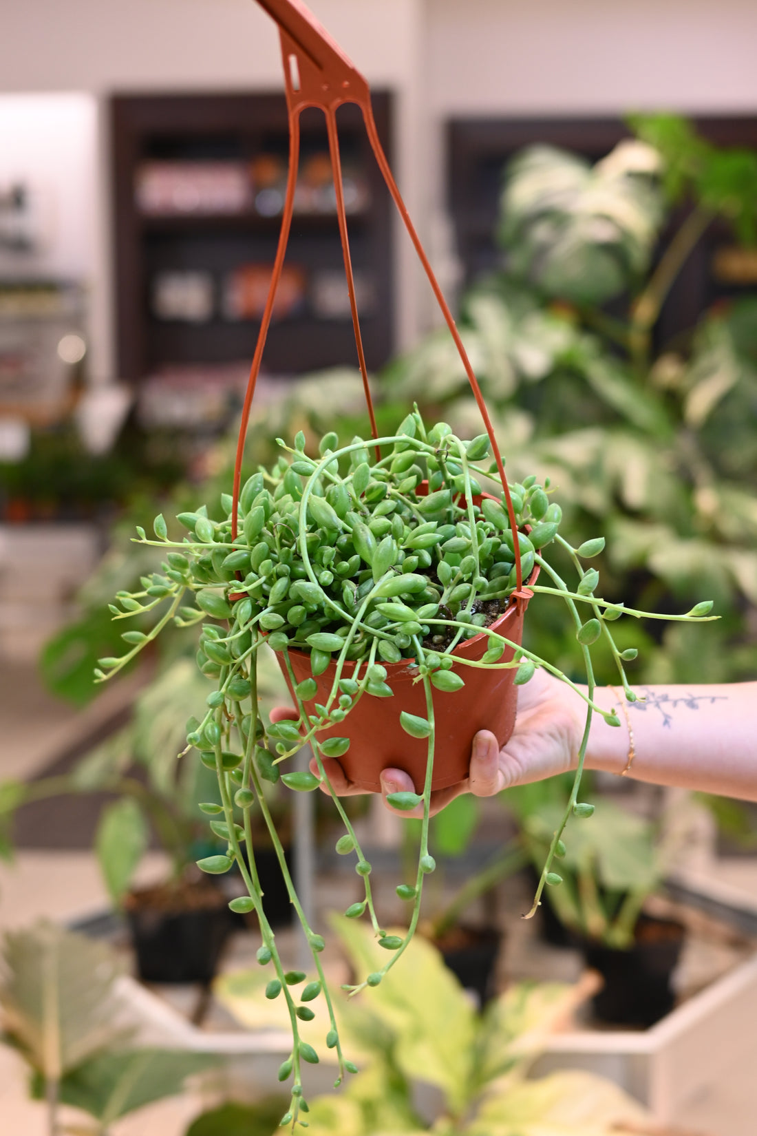 String of Watermelon