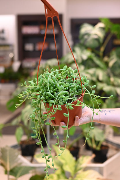 String of Watermelon