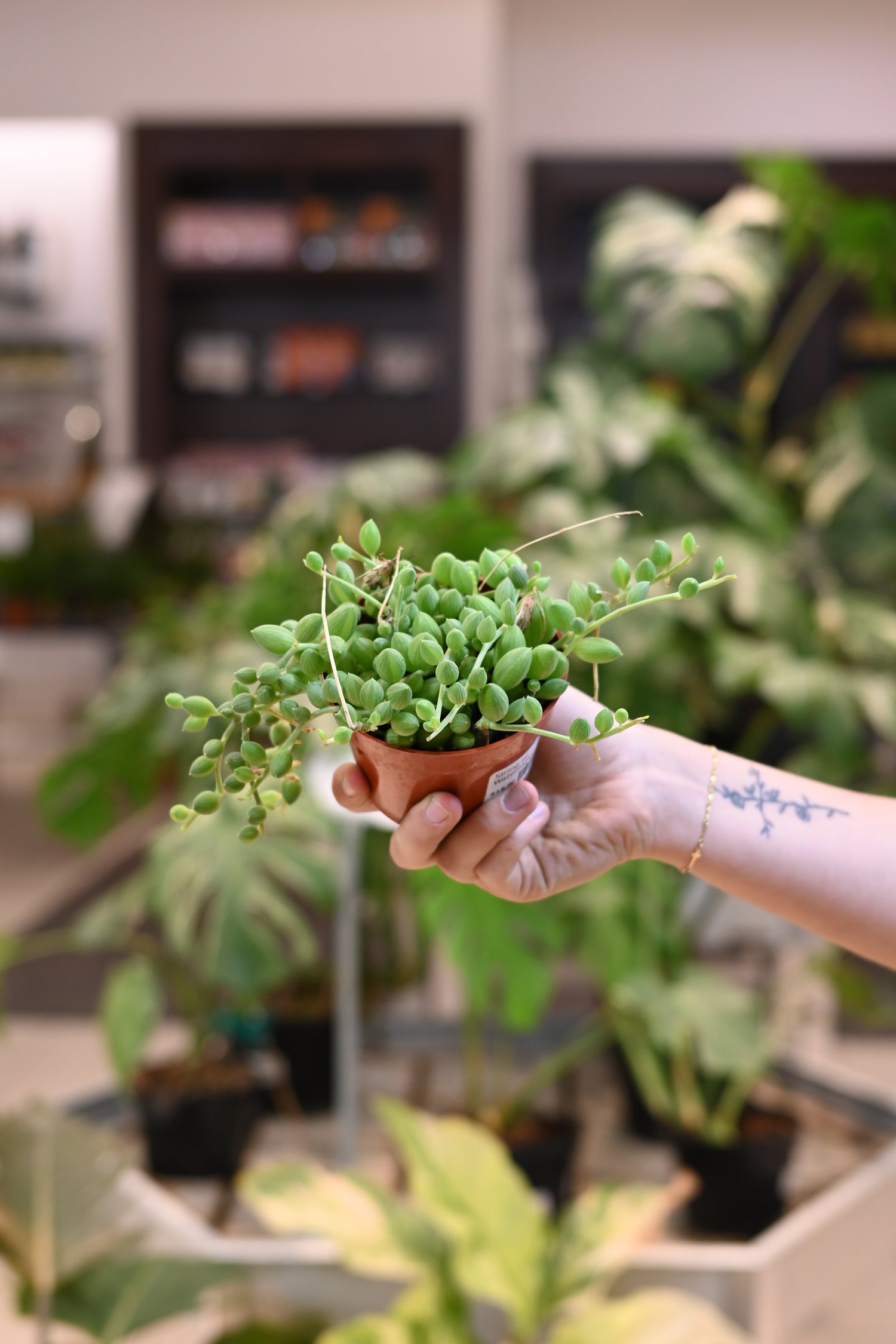String of Watermelon