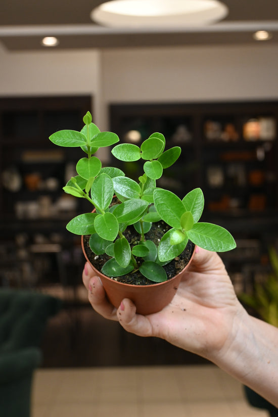 Hoya Cumingiana