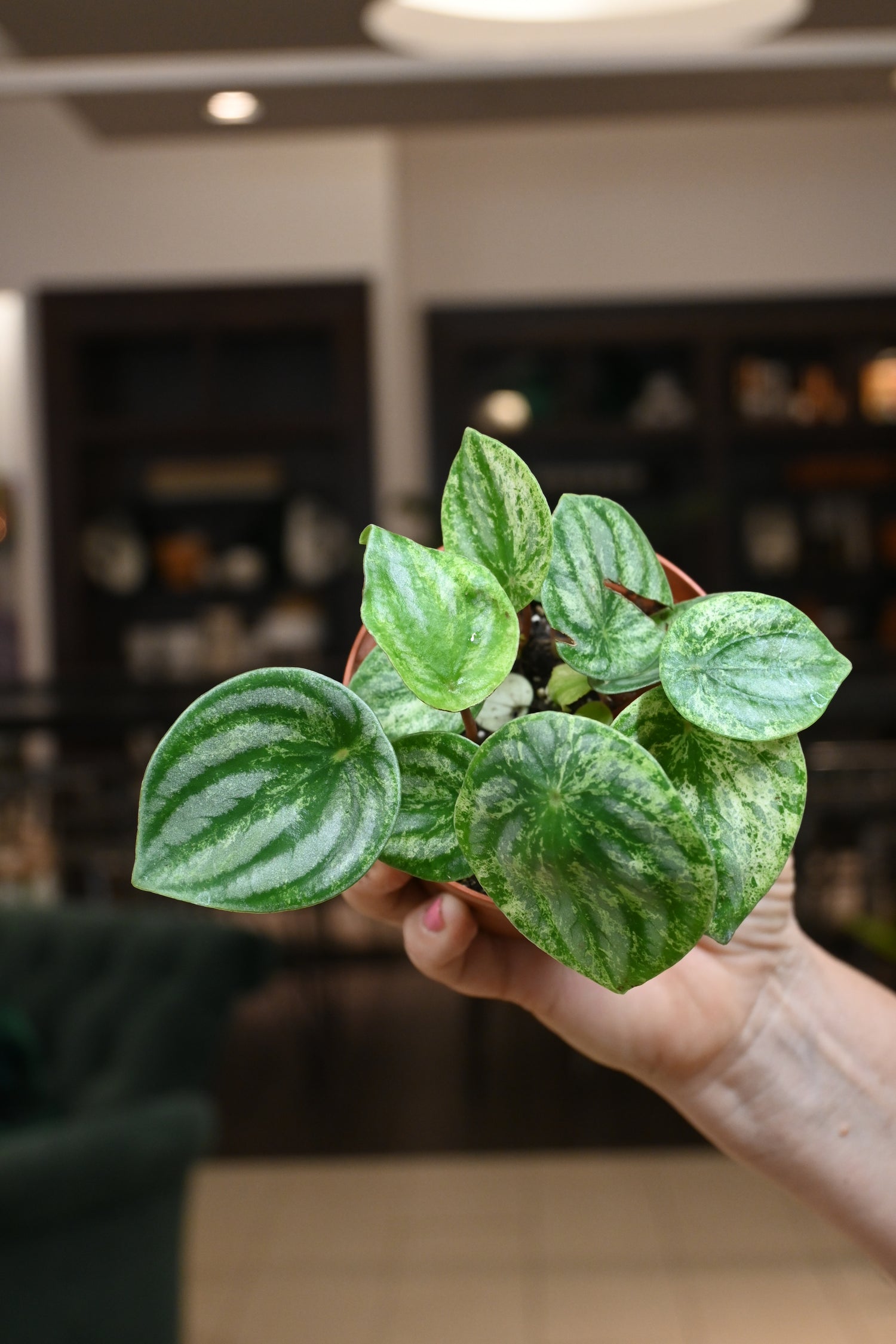 philodendron gold dust Peperomia Watermelon Var. 'Gold Dust' – Lost in the Forrest