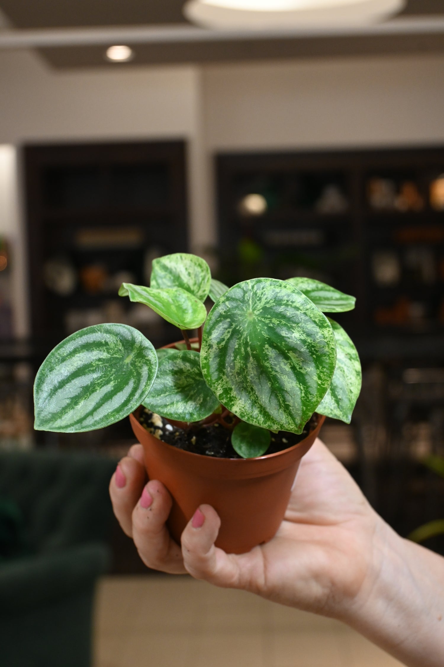 watermelon peperomia indoor plant Peperomia Watermelon Var. 'Gold Dust'