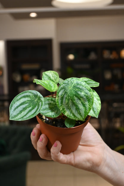 Peperomia Watermelon Var. &