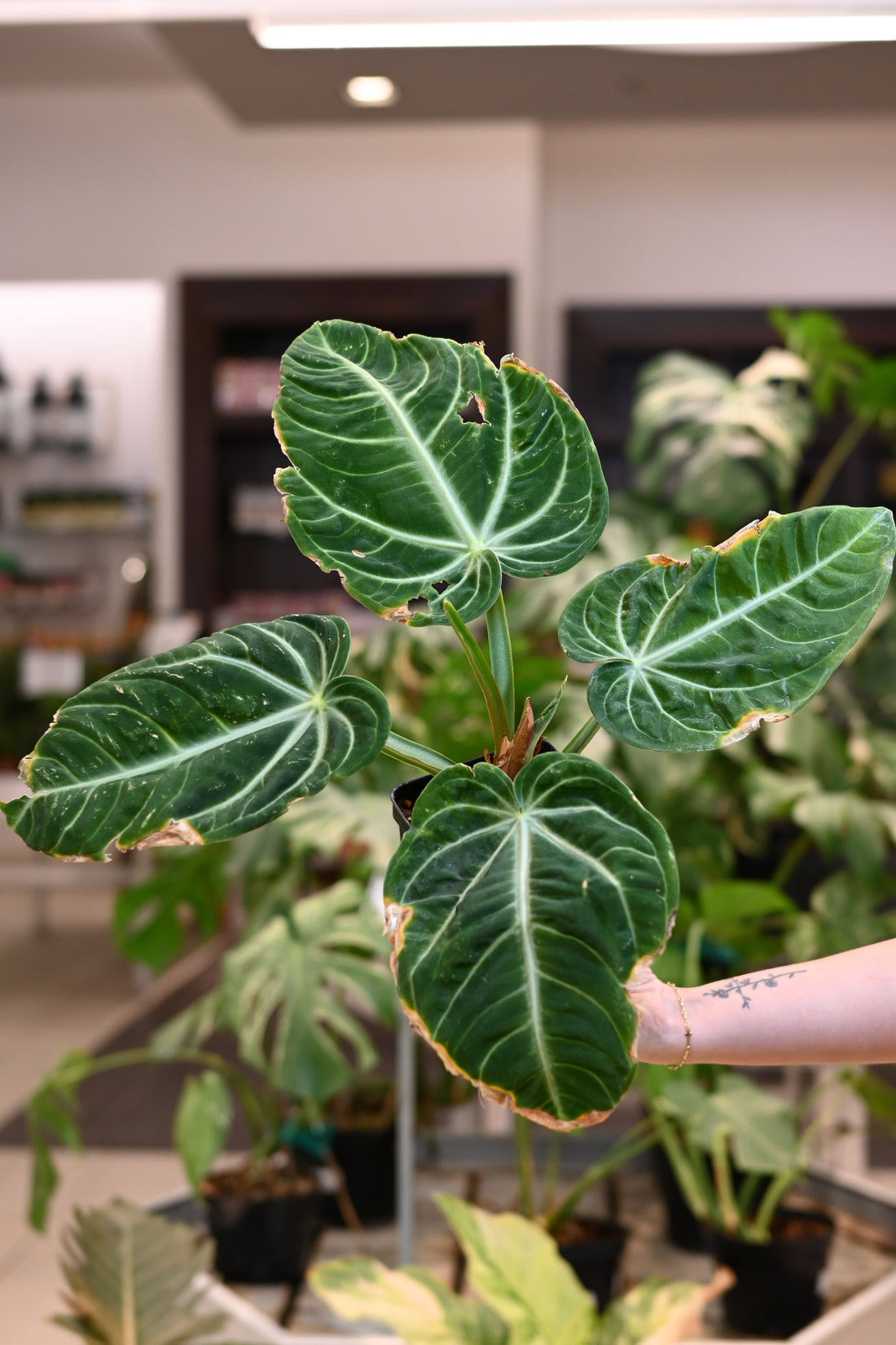 Anthurium Villenaorum